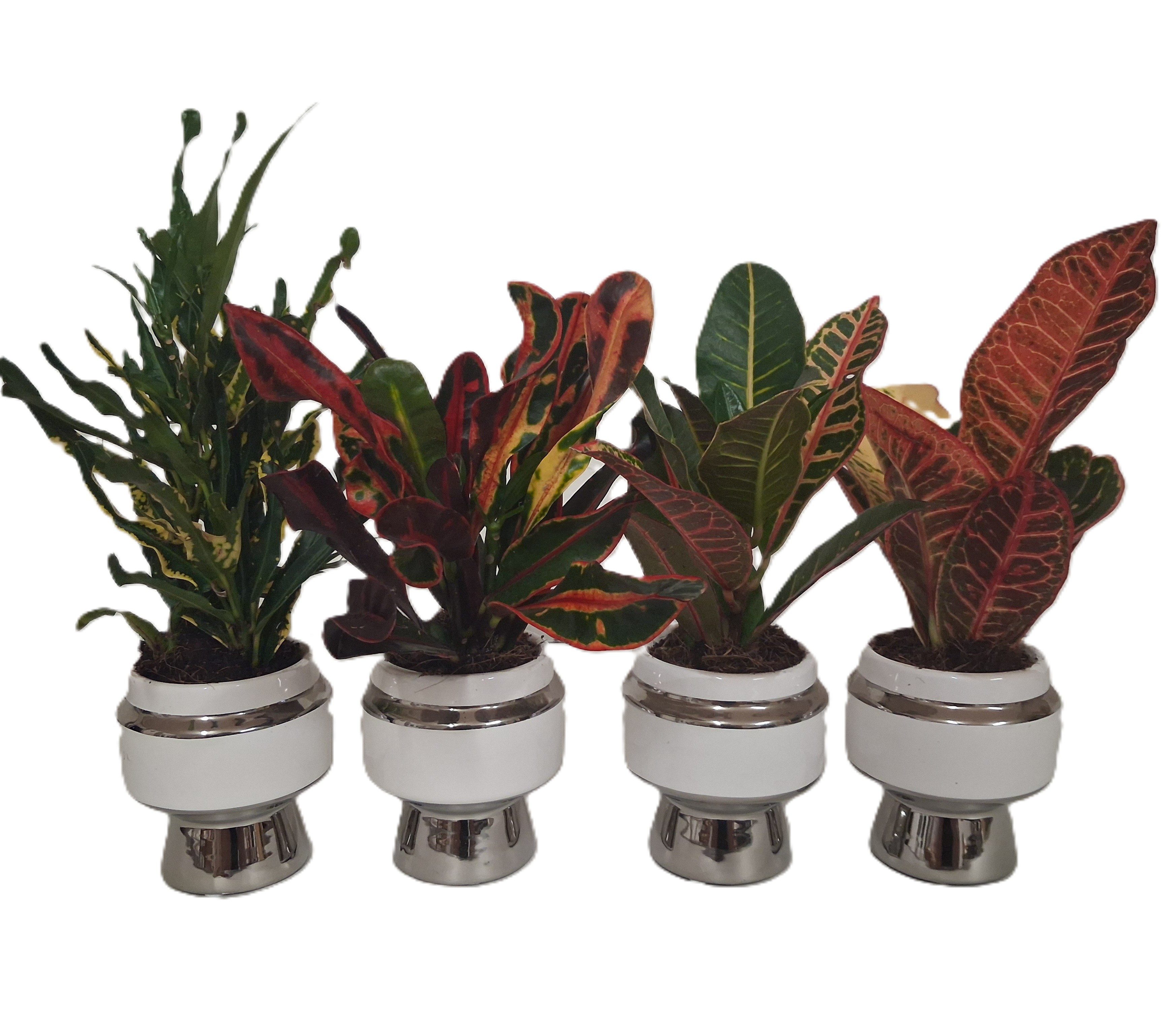 meinvipshop Zimmerpflanze 4er Set Wunderstrauch im Übertopf Codiaeum variegatum
