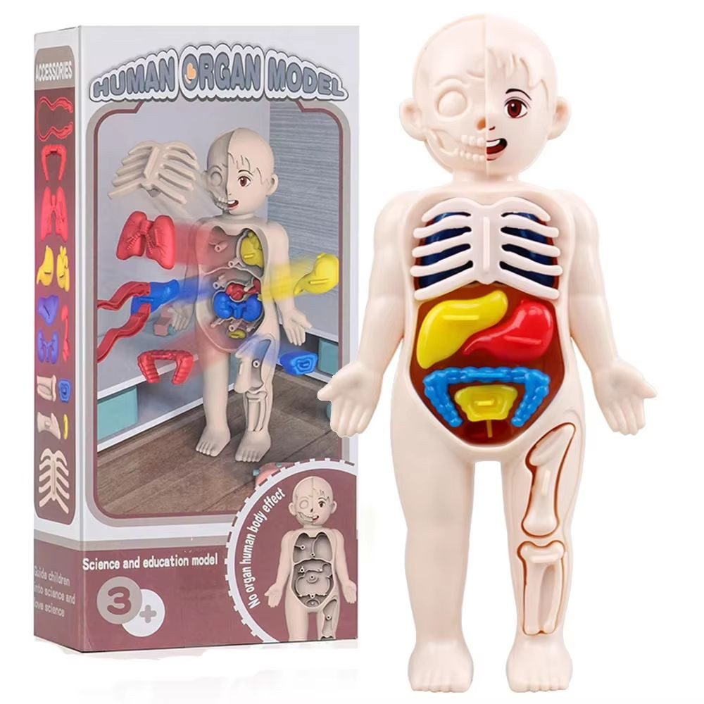 MEGAGOODS Lernspielzeug Montessori Anatomie Modell Kinder günstig online kaufen