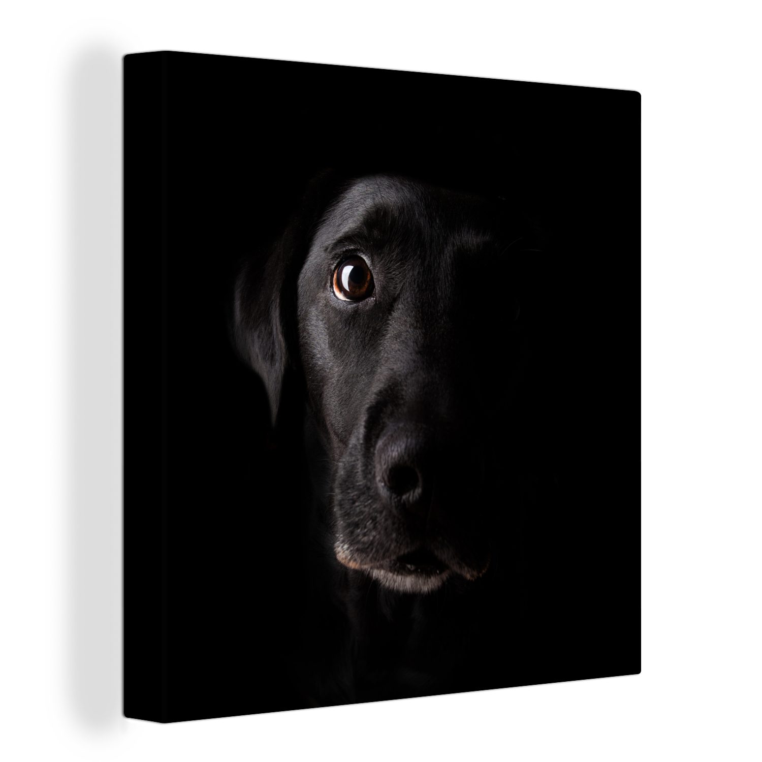 OneMillionCanvasses® Leinwandbild Ein schwarzer Labrador (1 für Hintergrund, St), Schlafzimmer Retriever auf Bilder Leinwand schwarzem Wohnzimmer