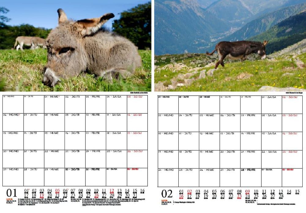 Thumbnail - Seelenzauber Wandkalender Eselzauber Wand- Planer Kalender für 2025 DIN A4 Esel