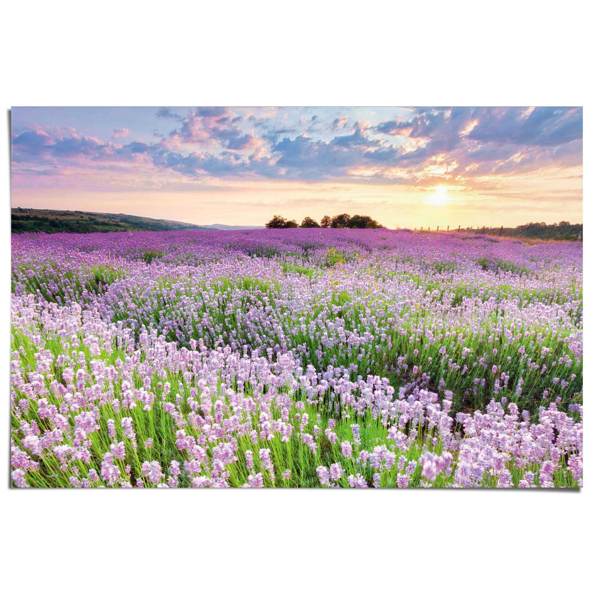 Reinders! Poster Lavendelfeld, Hobbyraum - Lila - 150 gr. Papier - Blumen u günstig online kaufen