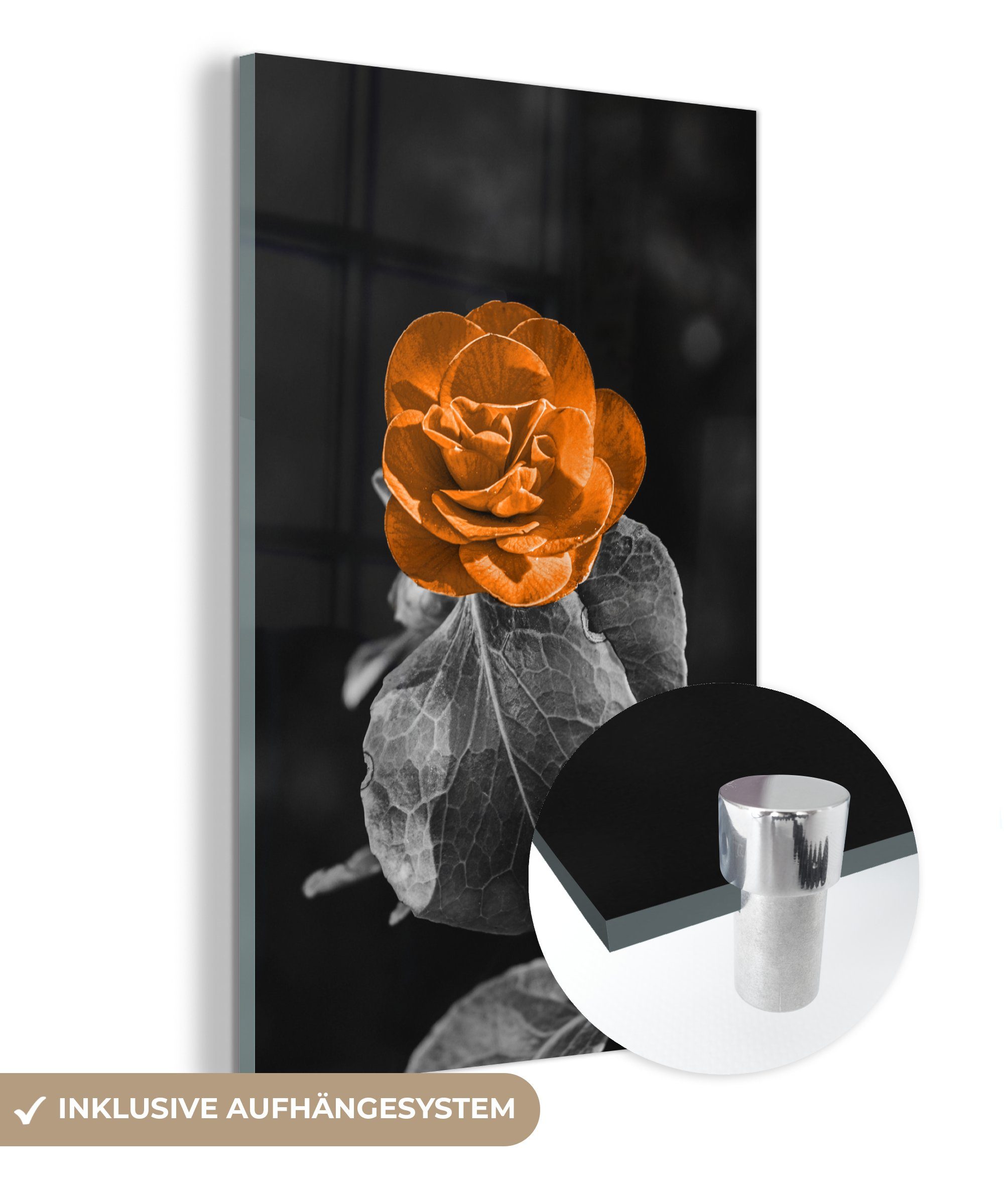 Glasbilder Rosen - auf Glas Wanddekoration Weiß, St), Acrylglasbild Wandbild Bilder - Schwarz - Foto - - MuchoWow - Blumen (1 Orange Glas - auf