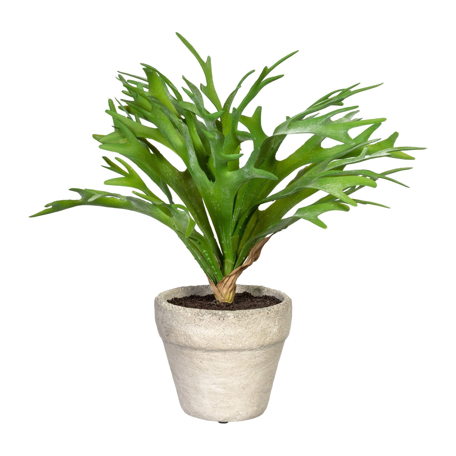 Kunstpflanze Geweihfarn 12 Triebe im Zementtopf 28 cm, Gasper. Reduzierter Preis € 14,99. Unverbindliche Preisempfehlung € 24,95