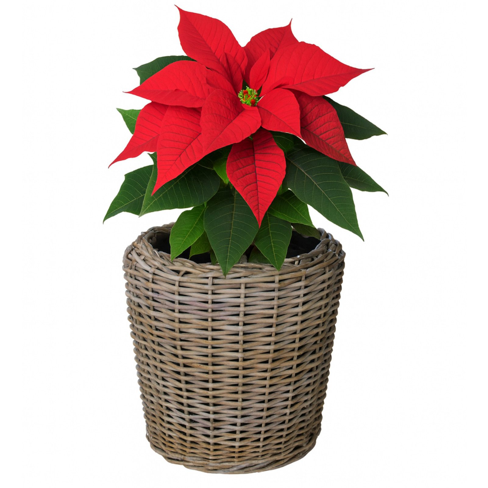 Van der Leeden Blumentopf Blumenkorb Pflanzkorb Topf 50x52cm Rattan Weide S günstig online kaufen