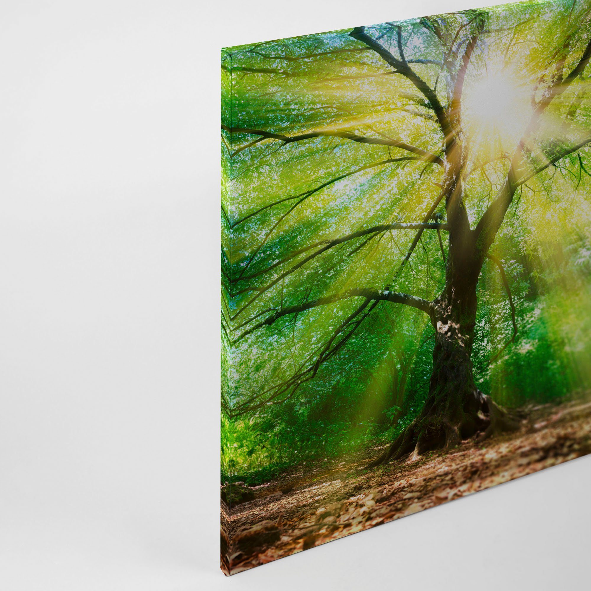A.S. Création Leinwandbild Forest Light, Kinder, Kunst, Wald (1 St), Sonnenlicht Baumkrone Keilrahmen Natur Leinwand-Bild Wohnzimmer modern