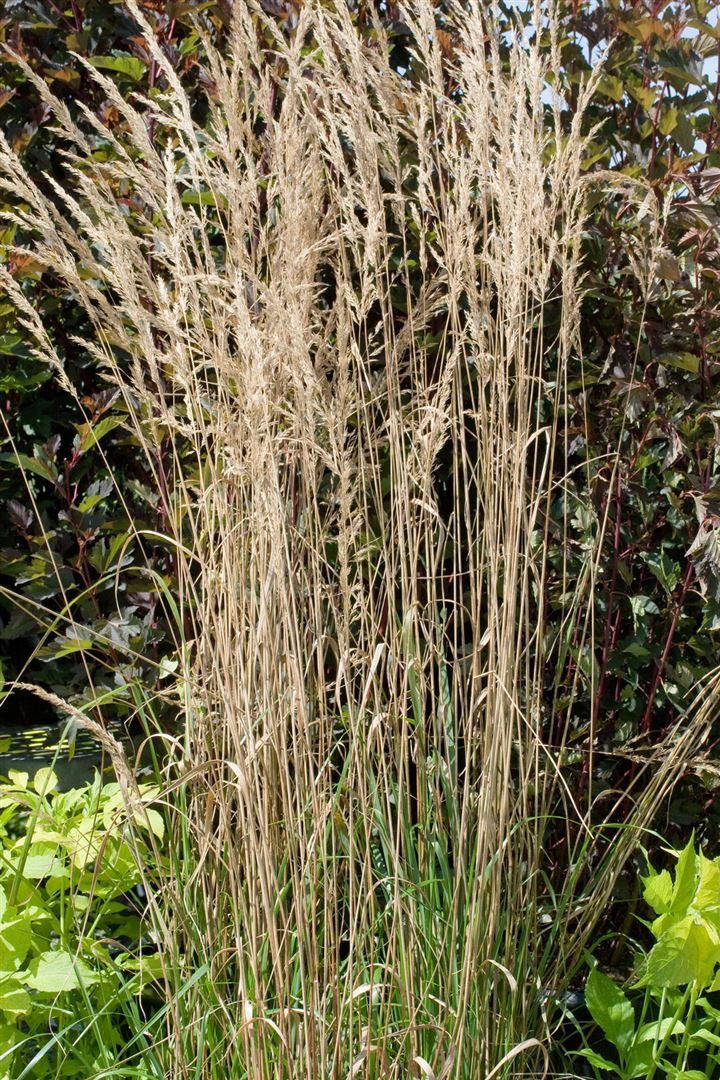 Pflanzen für Dich Gräser Calamagrostis acut. Overdam, 1 St., Reitgras, Garten-Reitgras, weißbunt, aufrecht