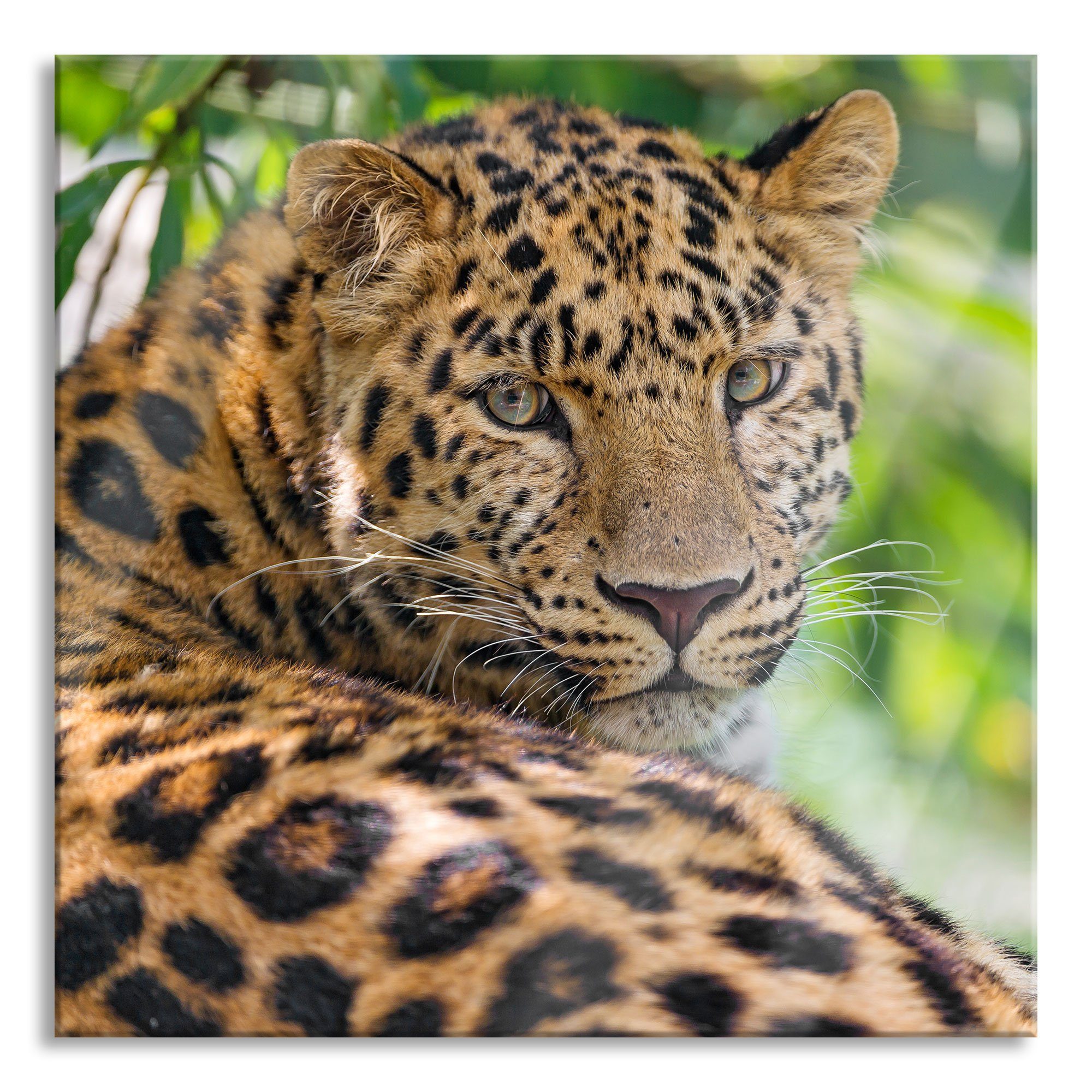 Pixxprint Glasbild aufmerksamer Leopard im Schatten, aufmerksamer Leopard im Schatten (1 St), Glasbild aus Echtglas, inkl. Aufhängungen und Abstandshalter | Bilder