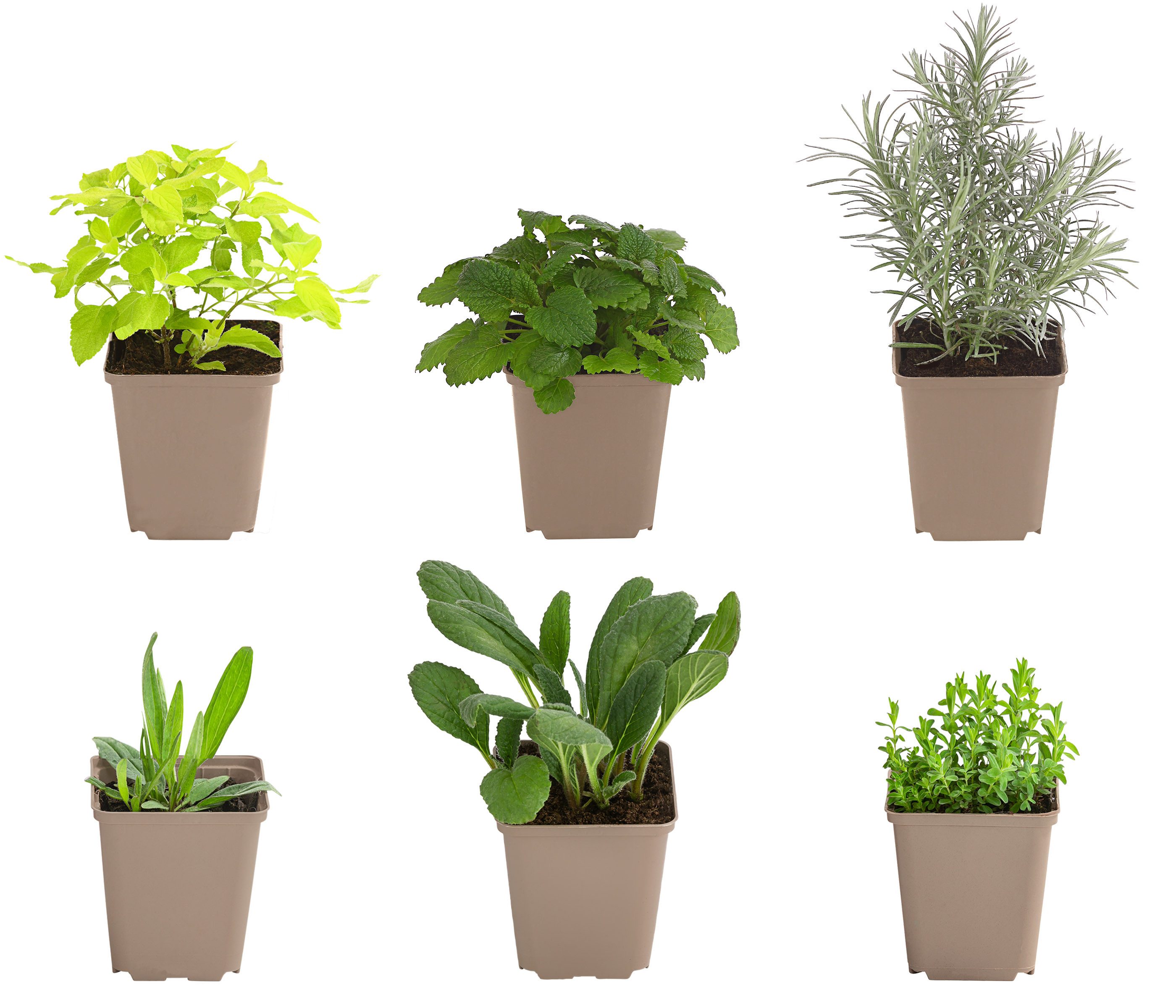 Dehner Gewürzkraut Bienen Kräuter 6er Set, je 10-20 cm, Ø Topf 9 cm, insekten- und bienenfreundliche Kräuterpflanzen, aromatisch