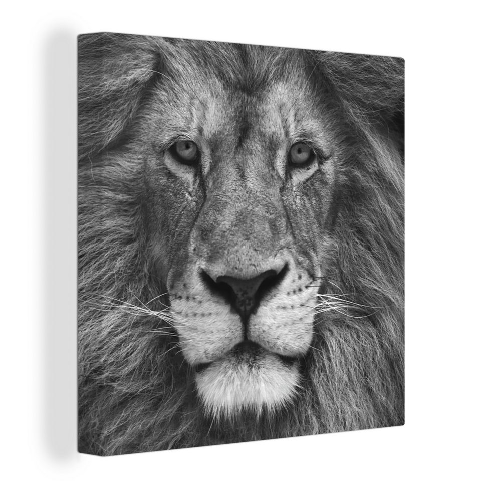 OneMillionCanvasses® Leinwandbild Persischer Löwe auf schwarzem ... OneMillionCanvasses® Leinwandbild Persischer Löwe auf schwarzem ...