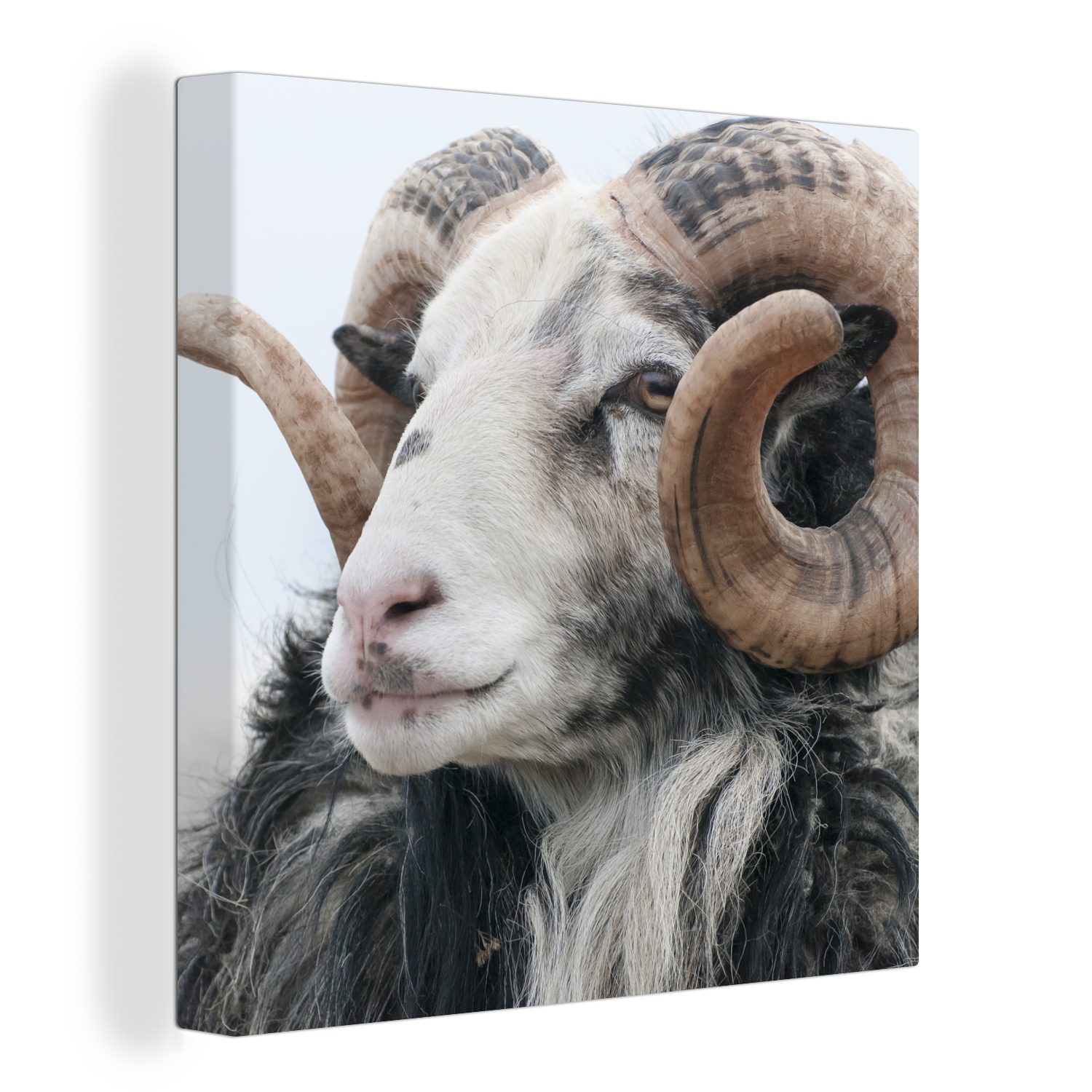 für - Horn bunt Schafe OneMillionCanvasses® St), Wohnzimmer Schlafzimmer Bilder - Tiere, Leinwandbild Leinwand (1