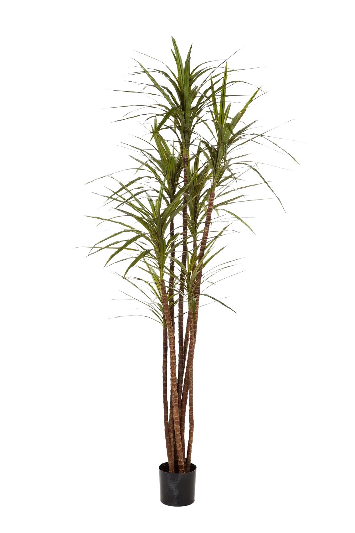 Kunstbaum Künstlicher Drachenbaum - Noa, 180 cm, aplanta
