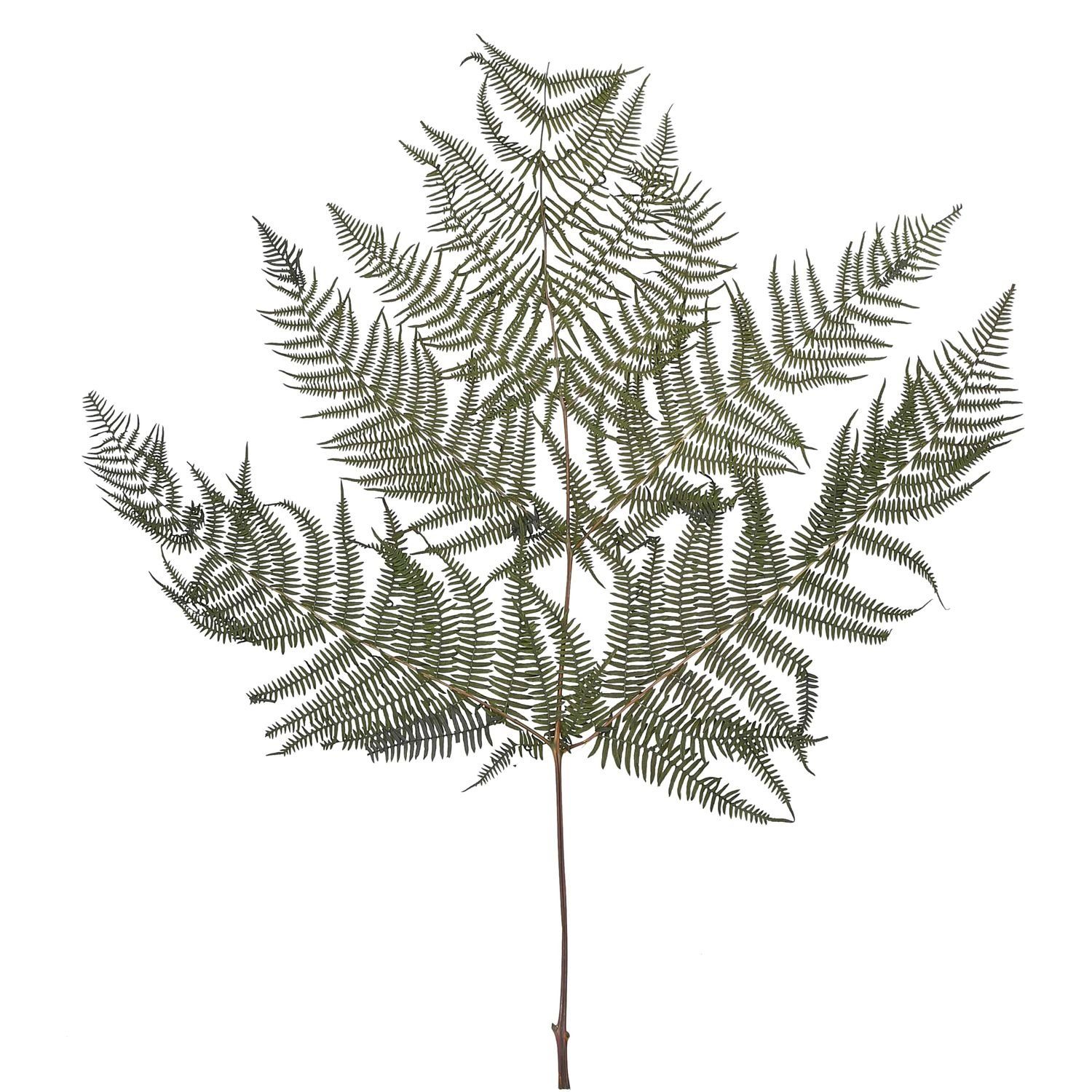 Trockenblume Bracken Farn - 10 Stück/Bund - konserviert - L60 cm, B40 cm - grün, Vosteen