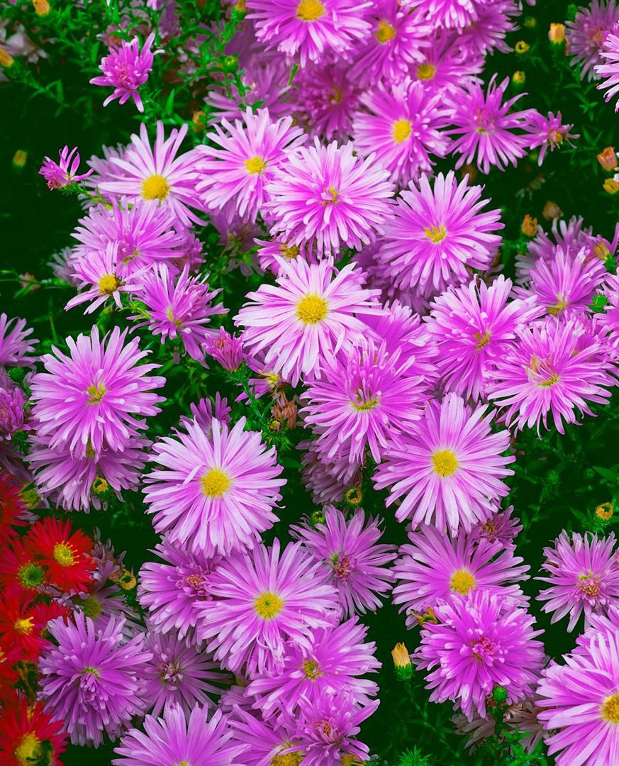 Pflanzen für Dich Staude Aster novi-belgii 'Karminkuppel', 1 St., Glattblatt-Aster, Neubelgien-Aster
