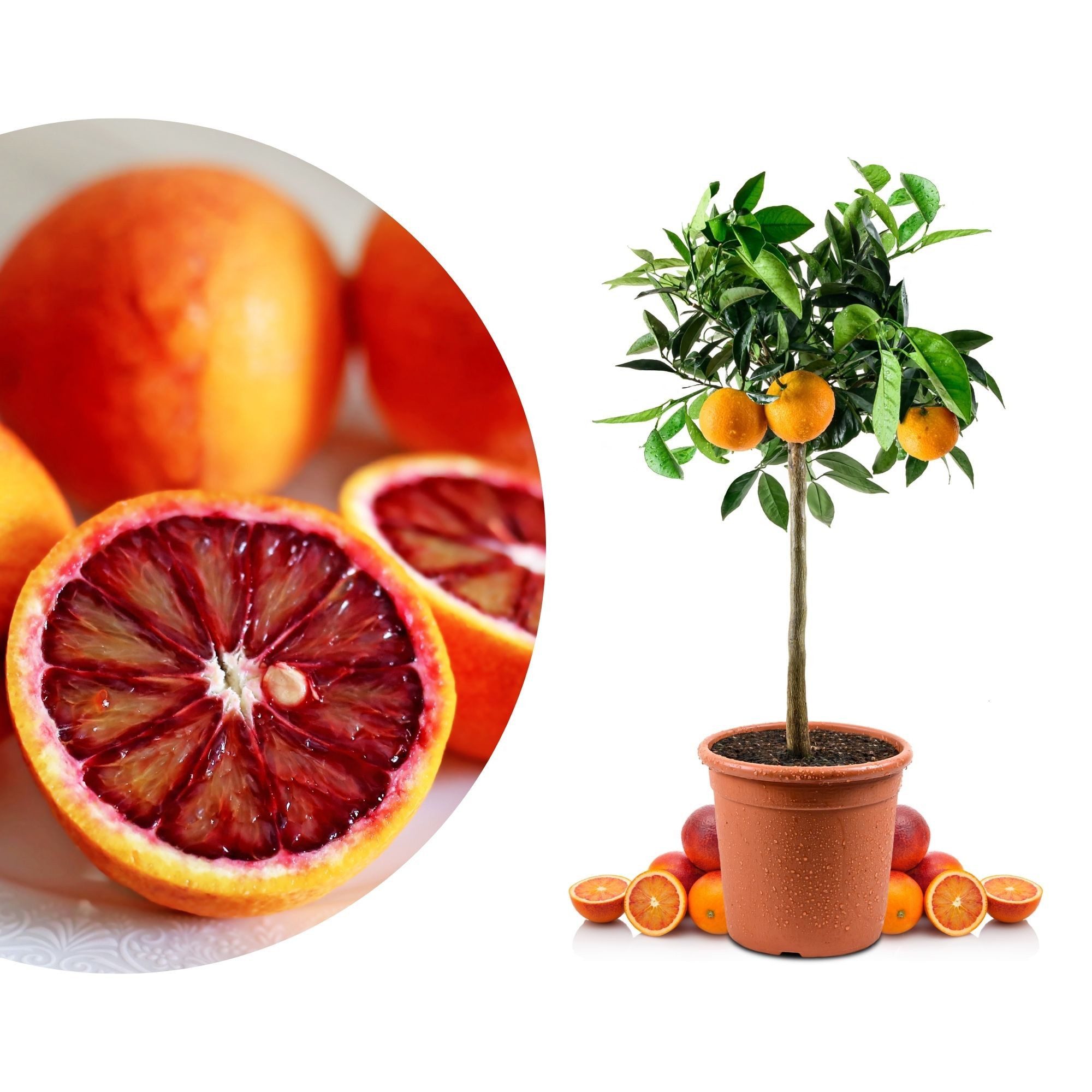 Meine Orangerie Obstpflanze Blutorangenbaum Citrus Sinensis 'Tarocco', echte Blutorange, professionell veredelter und fruchtreifer Zitrusbaum