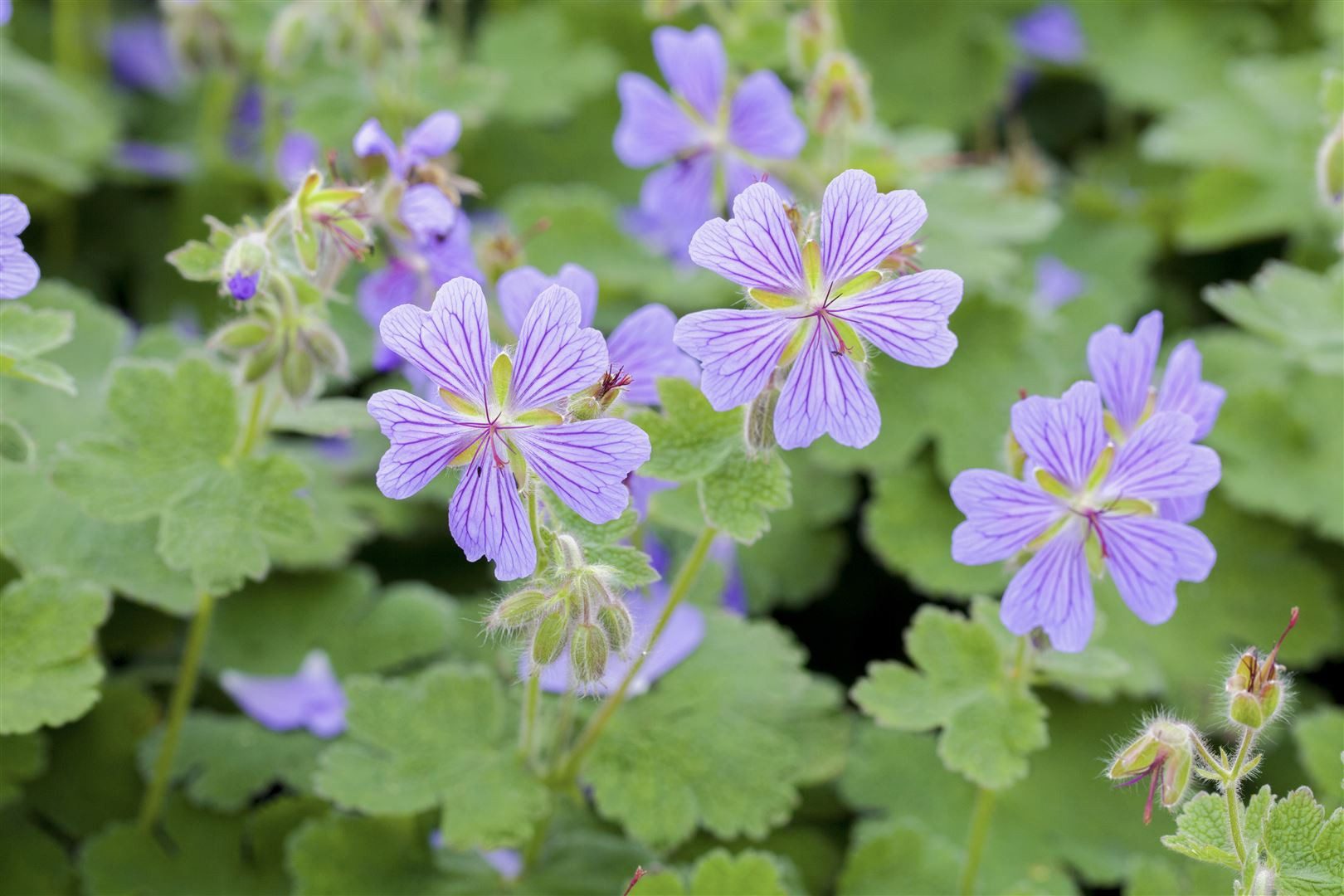Pflanzen für Dich Staude Geranium renardii, 1 St., Kaukasus-Storchschnabel