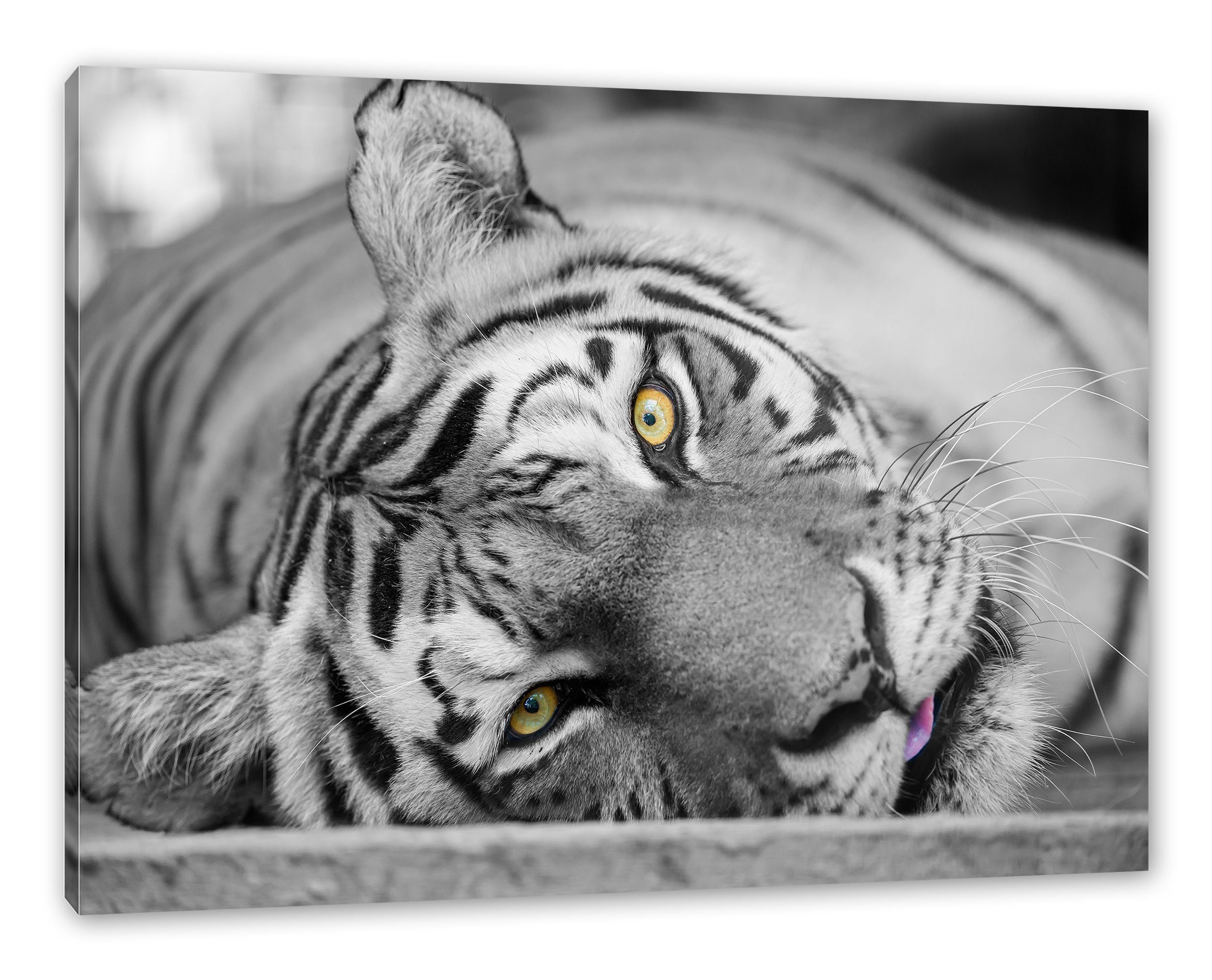 inkl. Leinwandbild fertig Tiger, ruhender Leinwandbild Pixxprint Zackenaufhänger ruhender (1 St), bespannt, Tiger