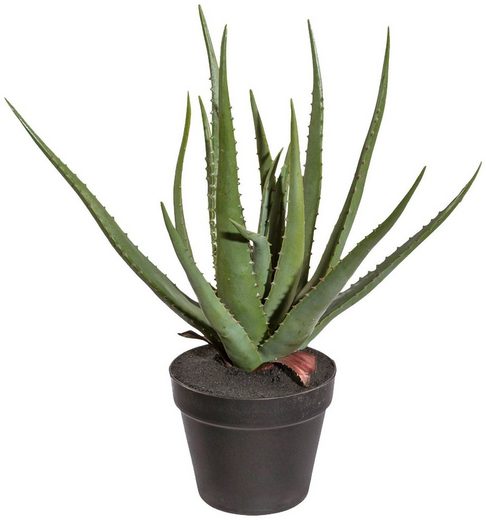 Kunstpflanze »Sukkulente Aloe«, Creativ green, Höhe 55 cm, im Kunststofftopf