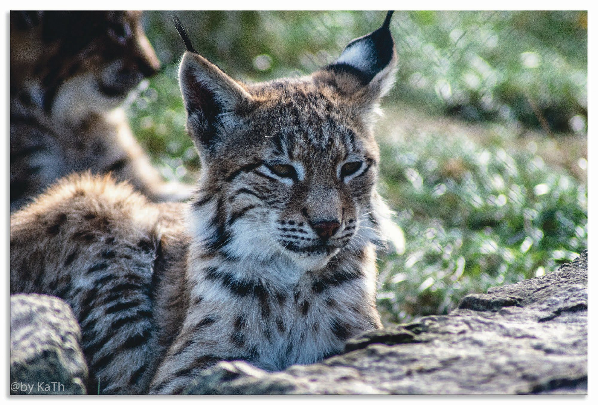 Artland Wandbild »Luchs«, Wildtiere (1 Stück), in vielen Größen & Produktarten - Alubild / Outdoorbild für den Außenbereich, Leinwandbild, Poster, Wandaufkleber / Wandtattoo auch für Badezimmer geeignet-Otto