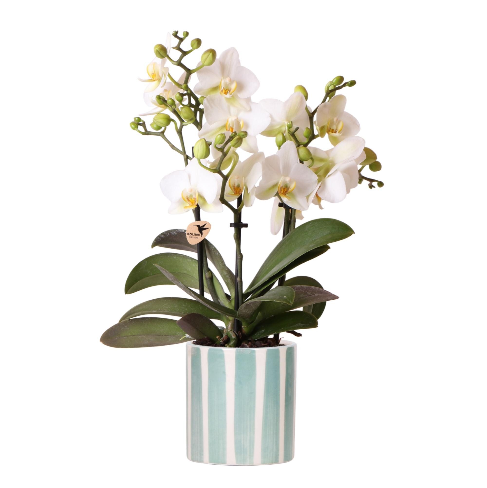 Exotenherz Zimmerpflanze Weiße Phalaenopsis Orchidee Lausanne + Painted Str günstig online kaufen