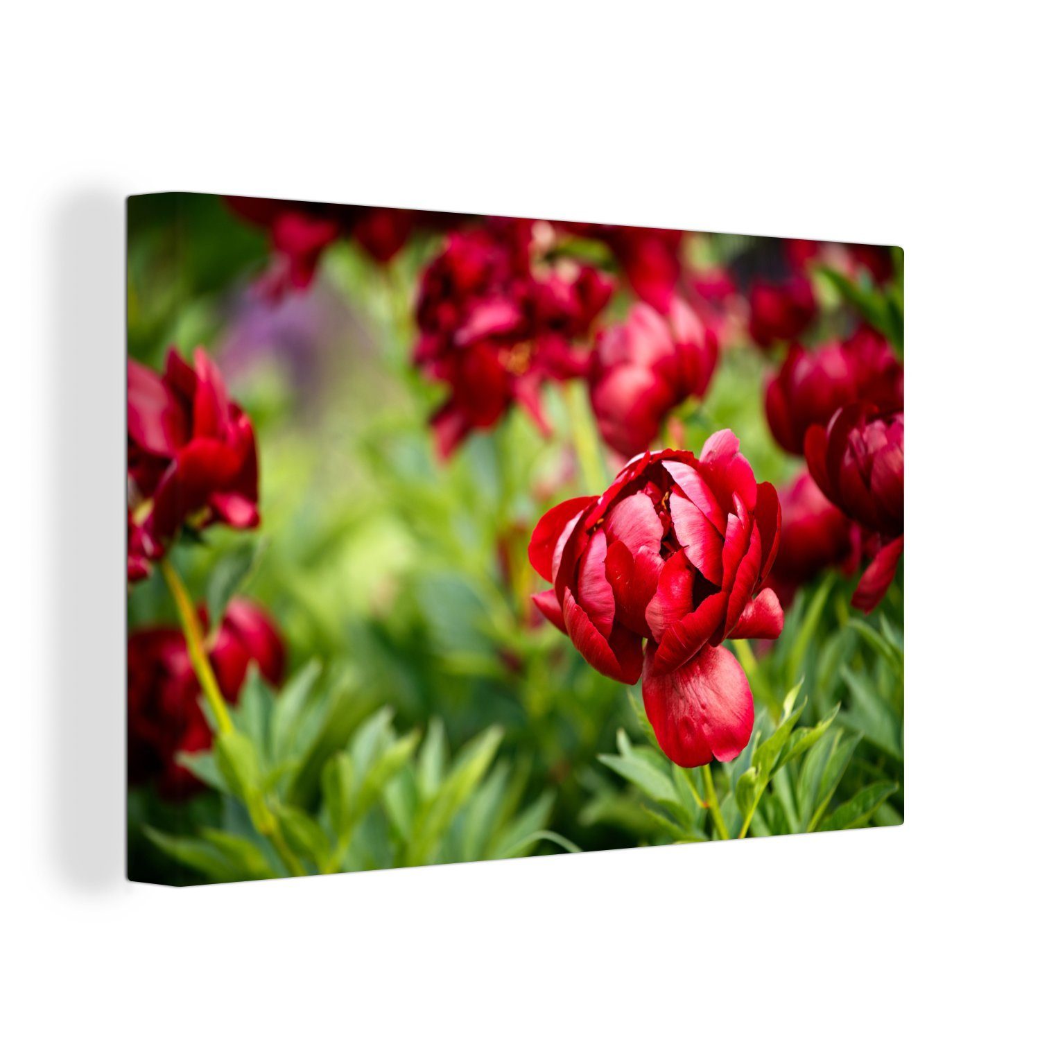 OneMillionCanvasses® Leinwandbild Ein Garten voller roter Pfingstrosen, (1 St), Wandbild Leinwandbilder, Aufhängefertig, Wanddeko, 30x20 cm