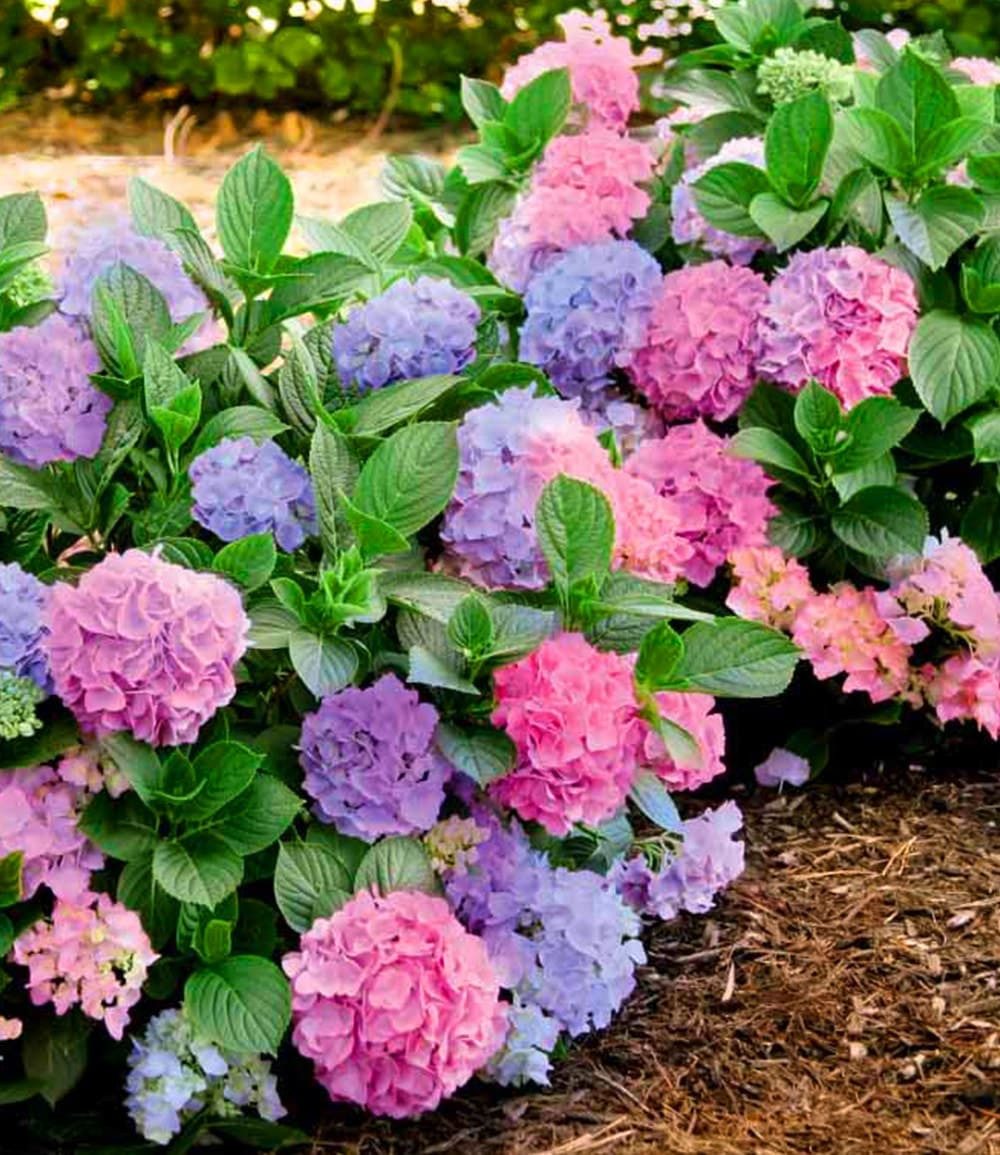 BALDUR Garten Zierstrauch Freiland-Hortensie 'L.A. Dreamin®', 1 St., Schneeball,winterhart, mehrjährig, pflegeleicht, kübelgeeignet