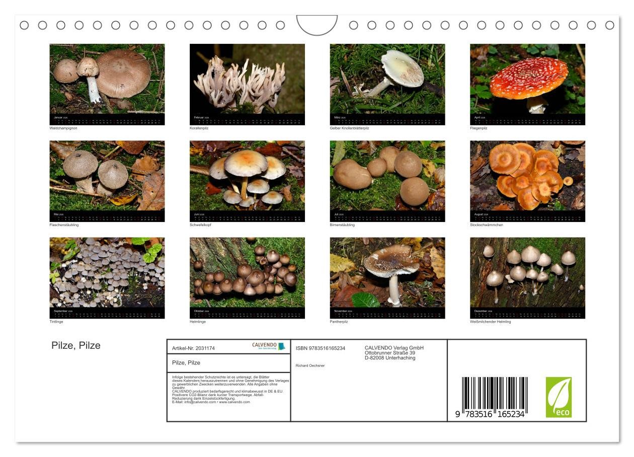 Thumbnail - CALVENDO Wandkalender Pilze, Pilze (Wandkalender 2026 DIN A4 quer), CALVENDO Monatskalender