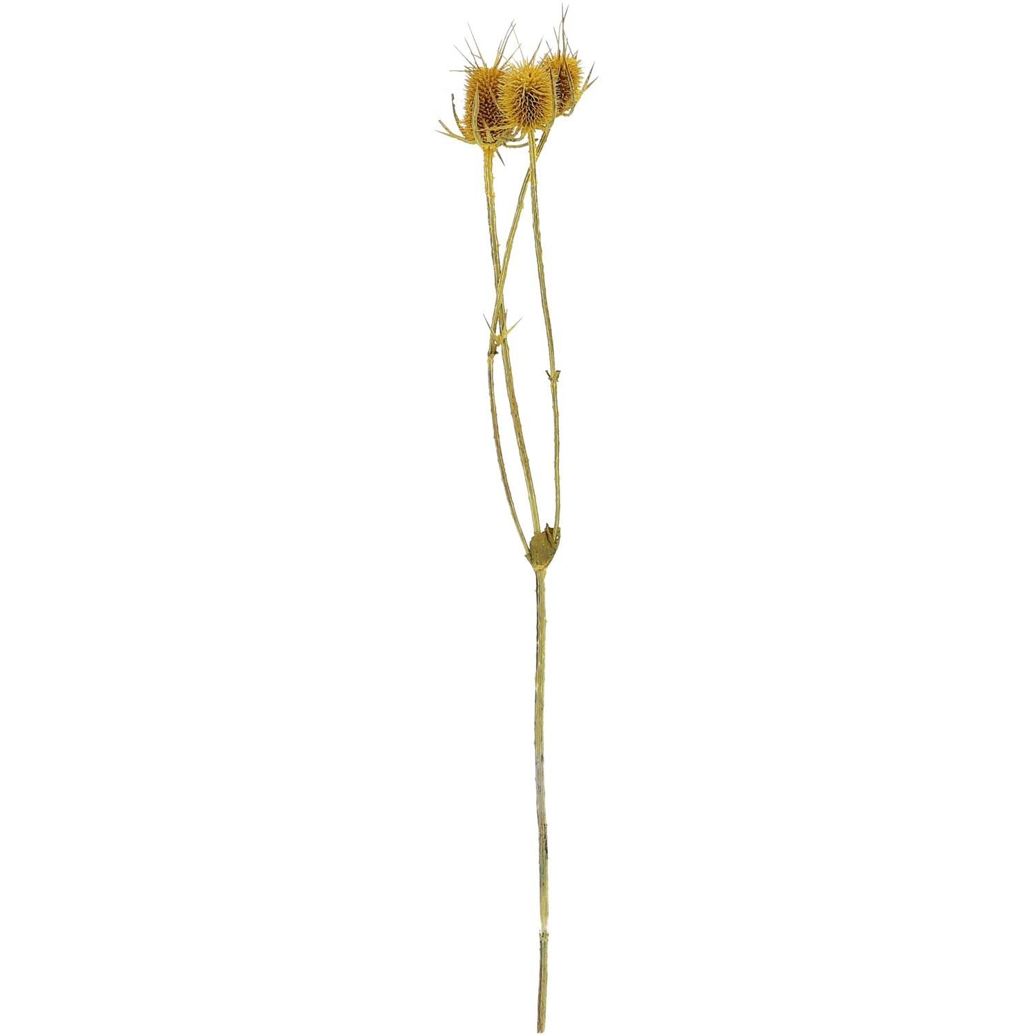 ca. - Länge - gelb, cm 60 100 g Vosteen - Distel Trockenblume