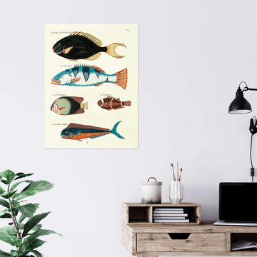 Posterlounge Wandfolie Louis Renard, Fische - Vintage Plate 63, Kinderzimmer Vintage Kindermotive