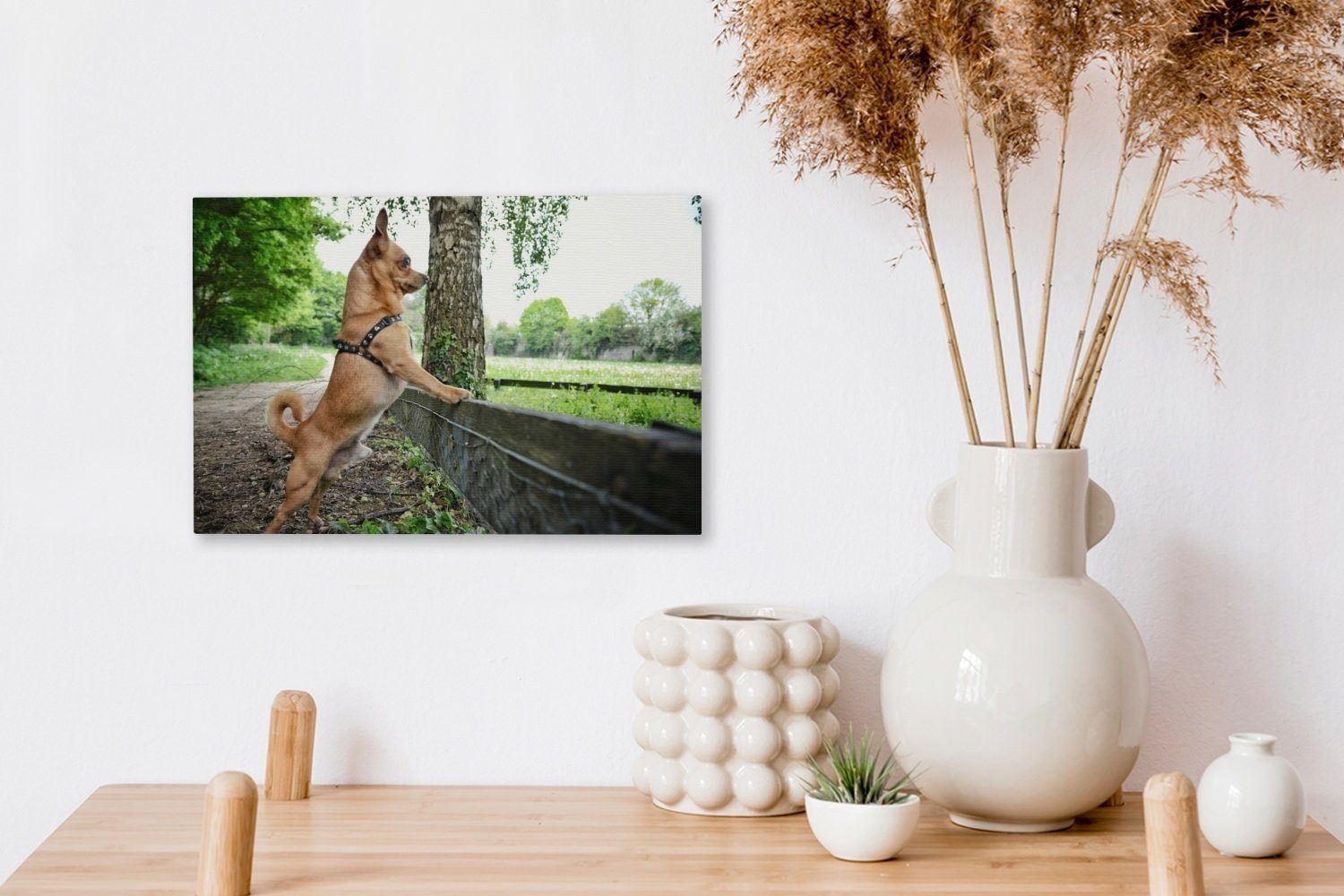 Aufhängefertig, Ein Wanddeko, Wandbild OneMillionCanvasses® 30x20 (1 das über cm St), Chihuahua Leinwandbilder, Leinwandbild Gras, schaut