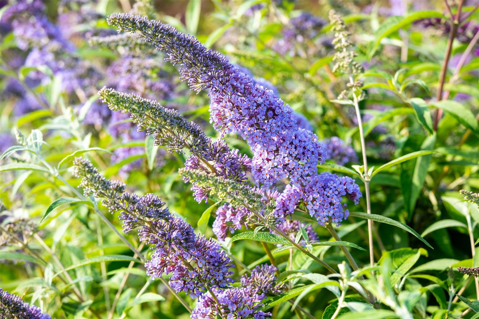 Pflanzen für Dich Gehölze Buddleja davidii Empire Blue, 1 St., Schmetterlingsflieder, Sommerflieder