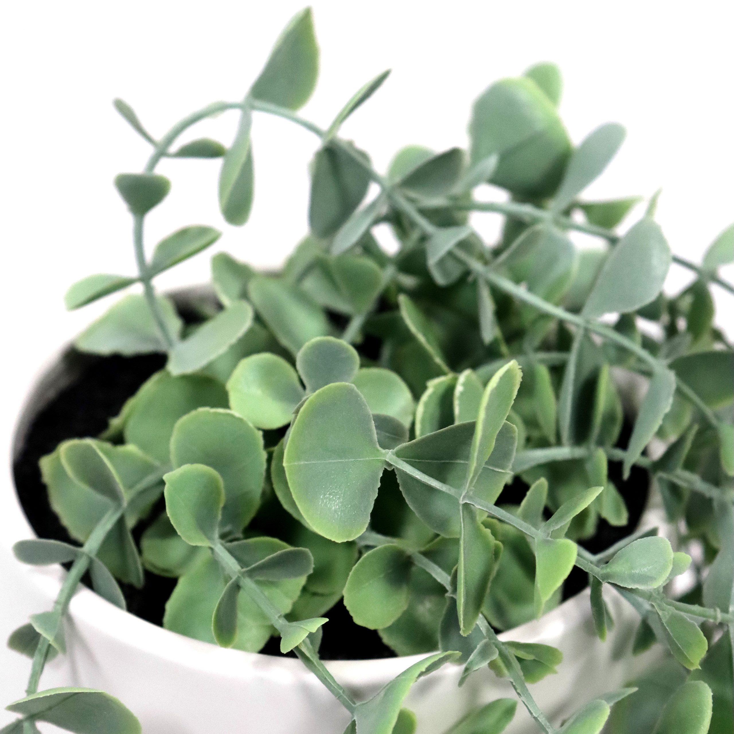 Kunstpflanze Kunstpflanze EUCALYPTUS CLIMB Kunststoff Eukalyptus, hjh OFFIC günstig online kaufen