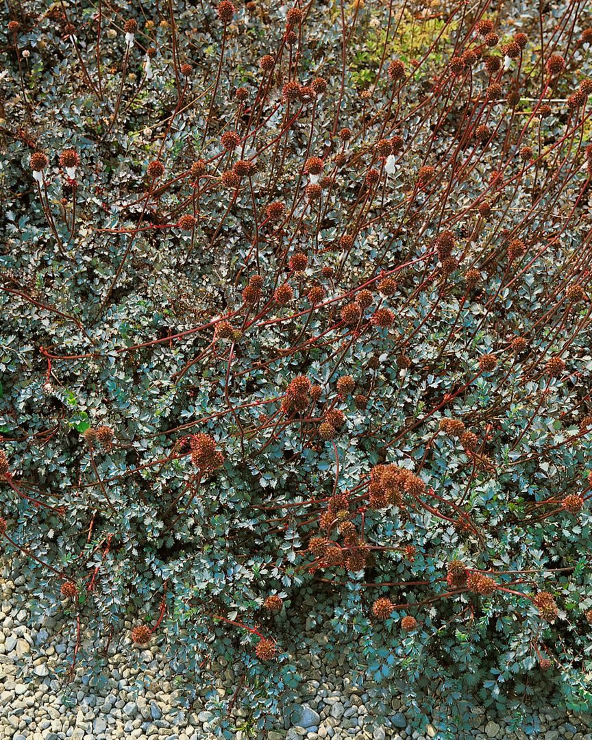 Pflanzen für Dich Staude Acaena buchananii, 1 St., Stachelnüsschen