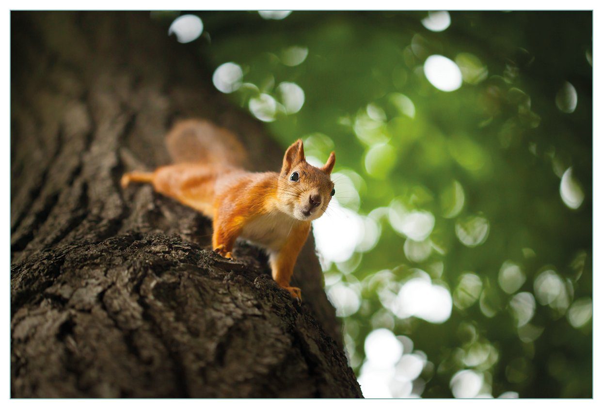 Wallario Küchenrückwand Süßes neugieries Eichhörnchen an einem Baum, (1-tlg)