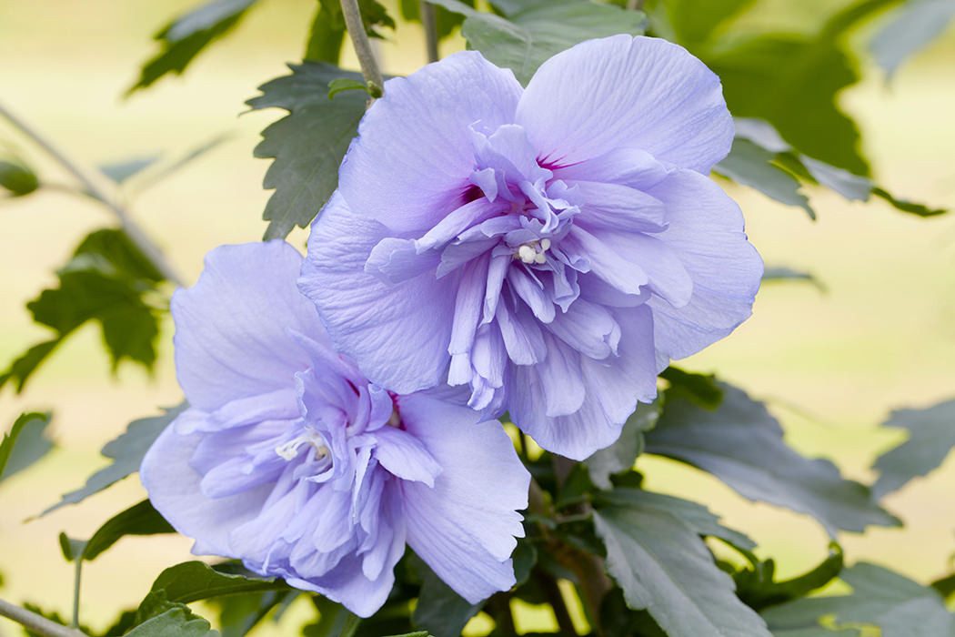 Garten von Ehren Zierstrauch Hibiscus Blue Chiffon, Containerware, 40-60 cm hoch