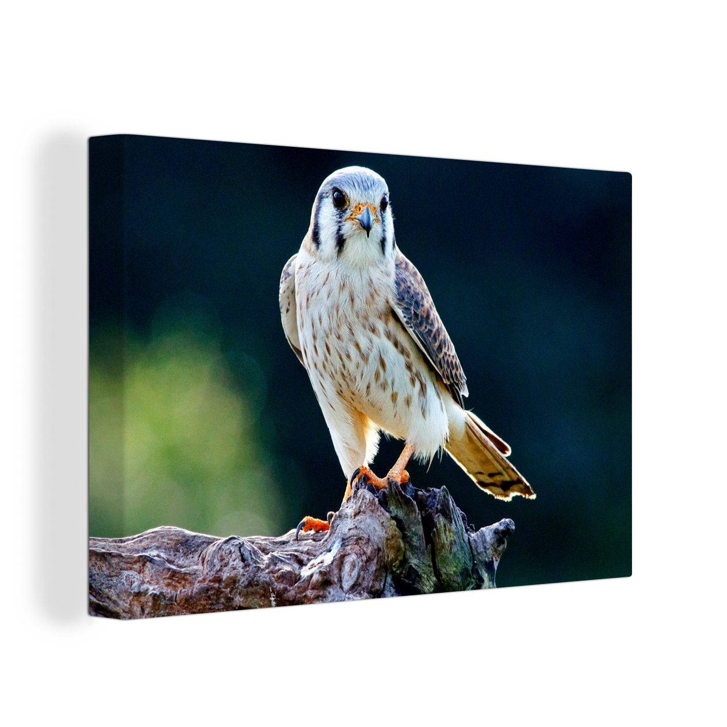 Vogel Wanddeko, (1 cm OneMillionCanvasses® - Weiß, Leinwandbilder, Wandbild Aufhängefertig, 30x20 Leinwandbild Falke - St),