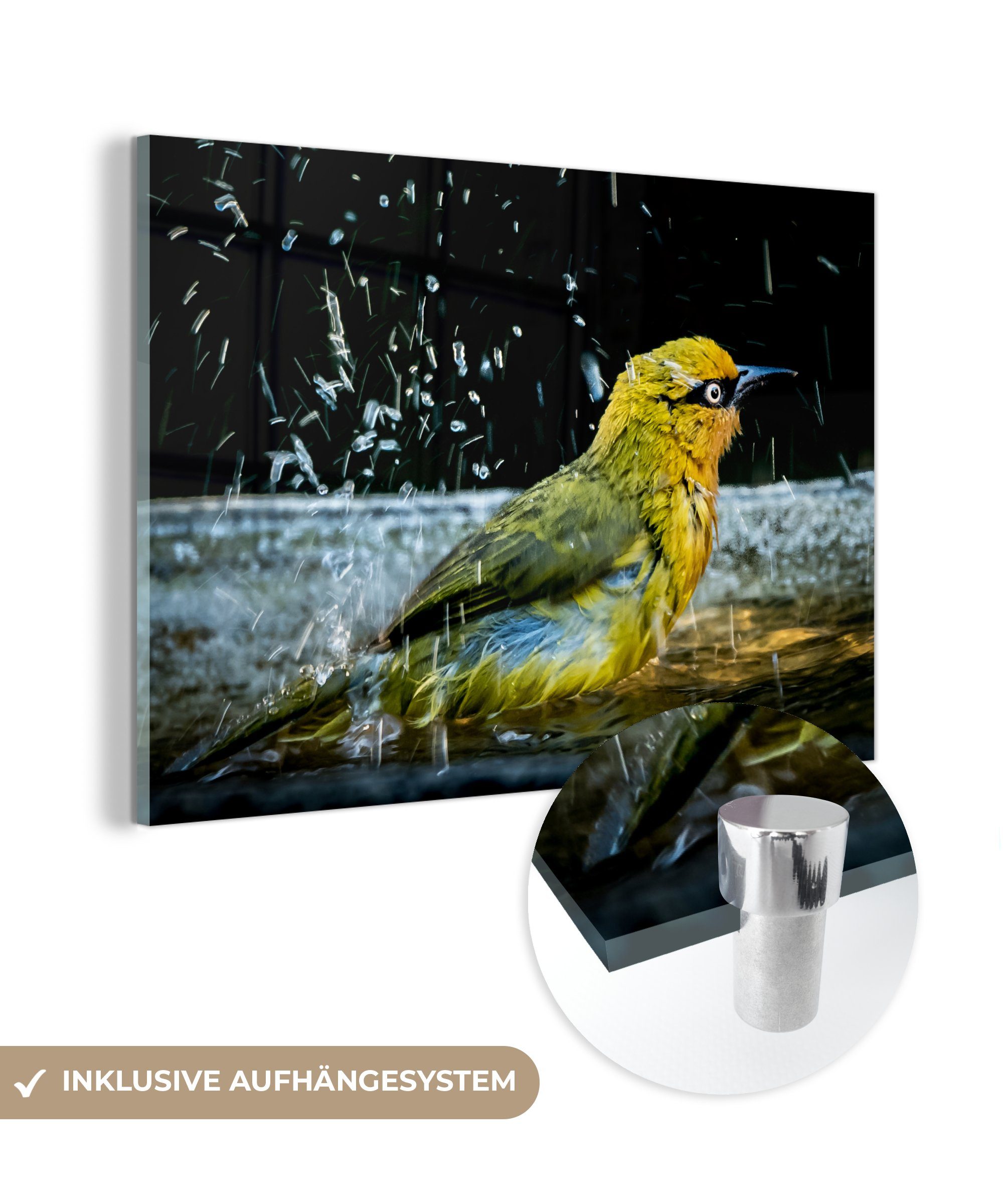 MuchoWow Acrylglasbild Vogel - Vogeltränke - Wasser, (1 St), Acrylglasbilder Wohnzimmer & Schlafzimmer
