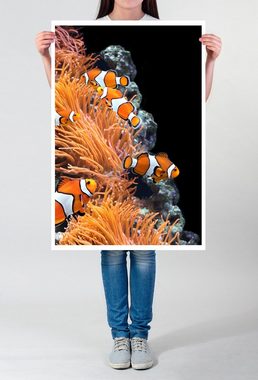 Sinus Art Poster 60x90cm Poster Tierfotografie  Korallen und Clownfische