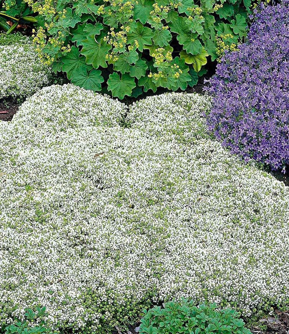 BALDUR Garten Bodendecker Thymian-Kollektion rot und weiß, 6 St., Bodendecker-thymian, immergrün, winterhart, mehrjährig