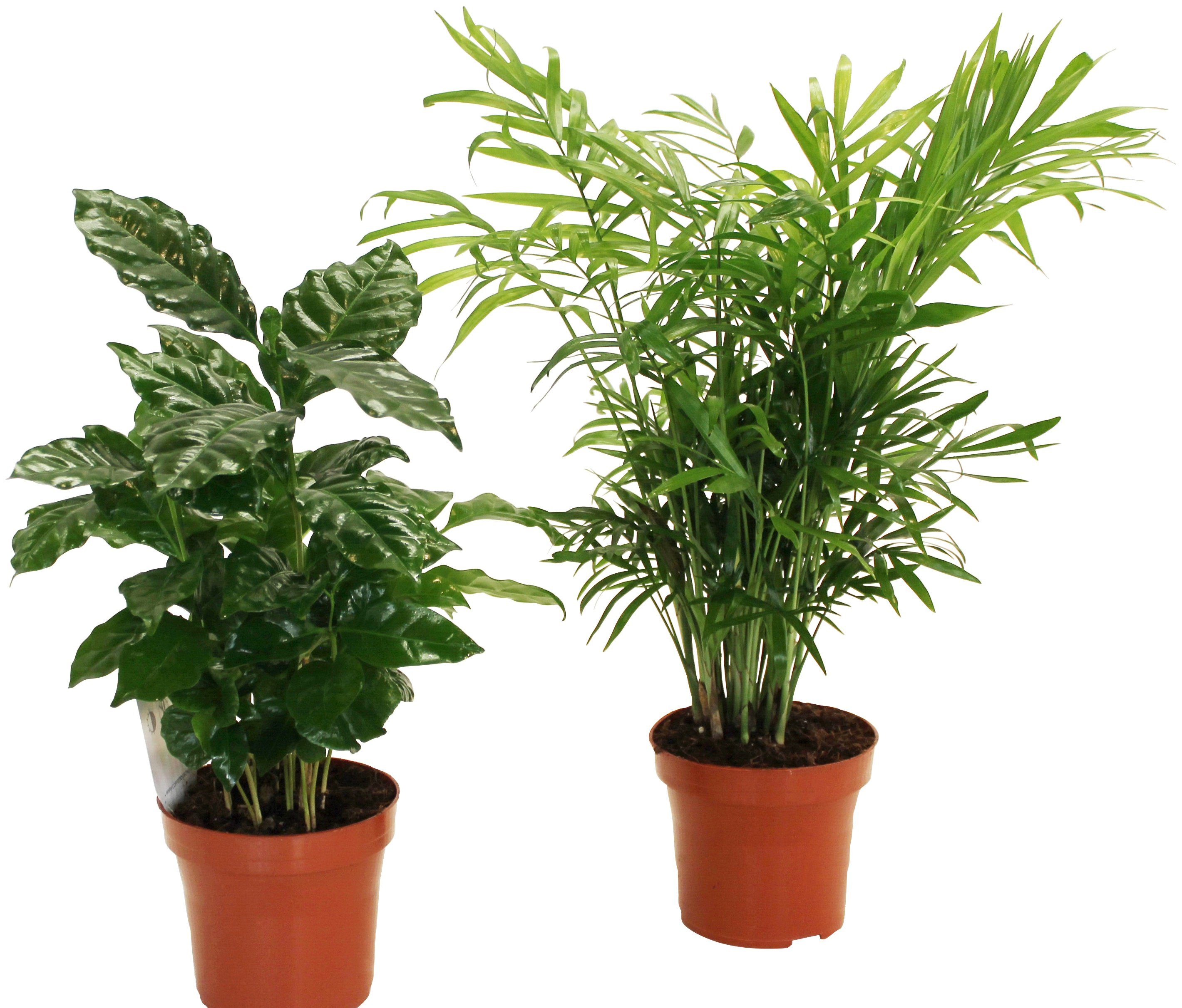 Dominik Zimmerpflanze »Palmen-Set«, Höhe: 30 cm, 2 Pflanzen-HomeTrends