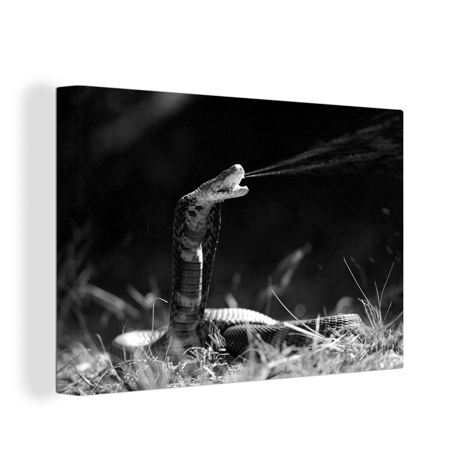 Gift Leinwandbild in versprüht OneMillionCanvasses® und Wanddeko, Schlange 30x20 cm weiß, Eine Leinwandbilder, Aufhängefertig, schwarz Wandbild - (1 Mosambik St),