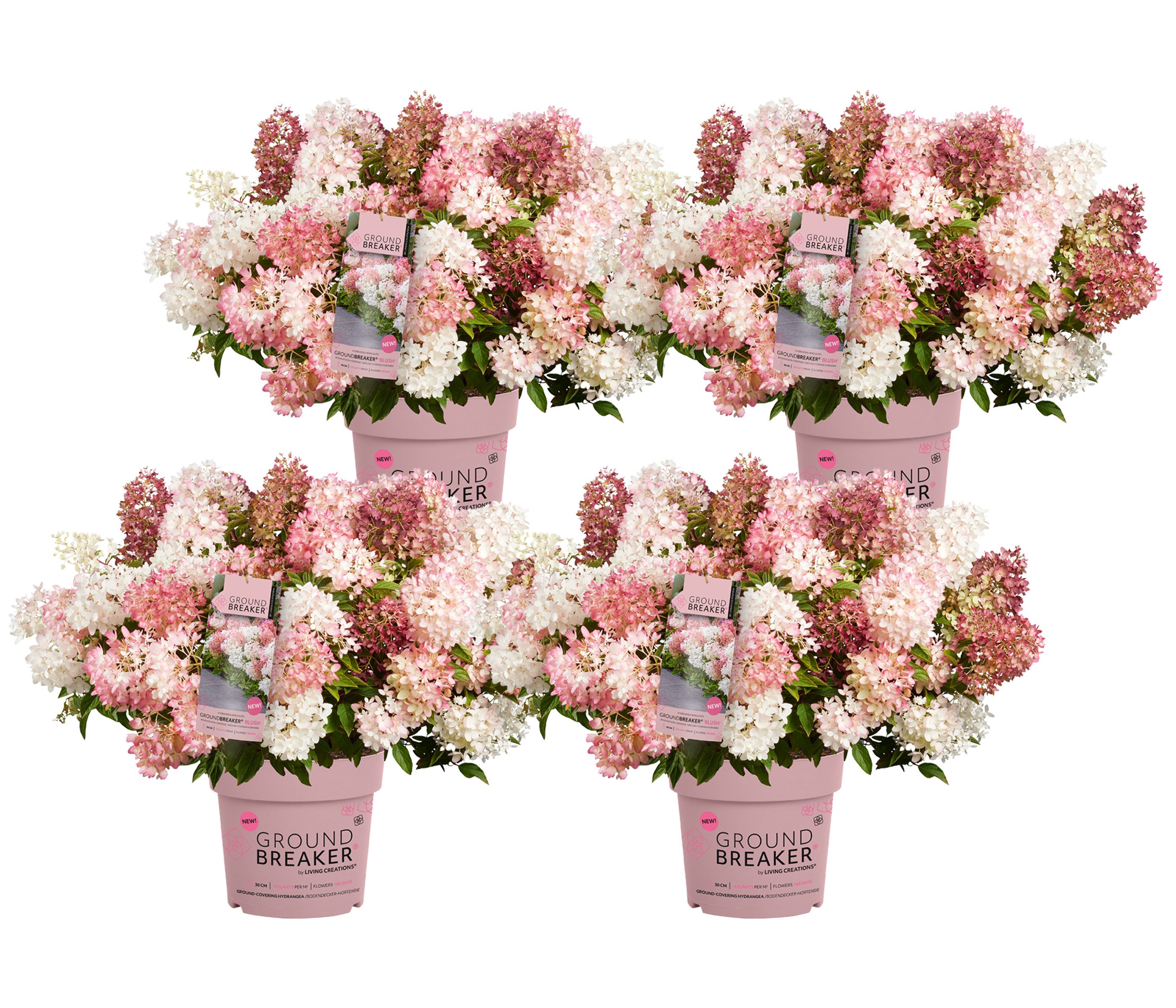 Dehner Gehölze Bodendecker-Rispenhortensie Groundbreaker® Blush™, 4er Set, bodendeckender Zierstrauch für sonnige bis halbschattige Standorte