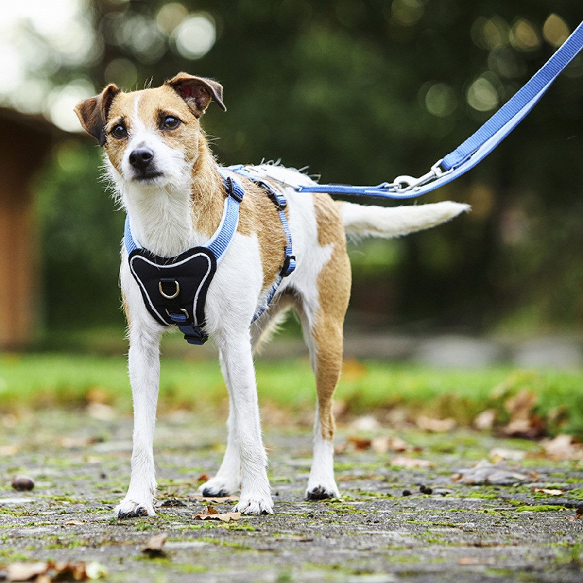 Wolters Hunde-Geschirr Geschirr Professional Comfort aqua/azur günstig online kaufen