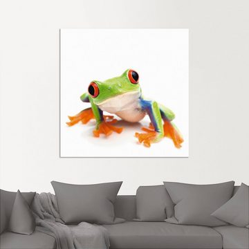 Artland Wandbild Großaufnahme eines Frosches vor weiß, Wassertiere (1 St), als Alubild, Outdoorbild, Leinwandbild in verschied. Größen