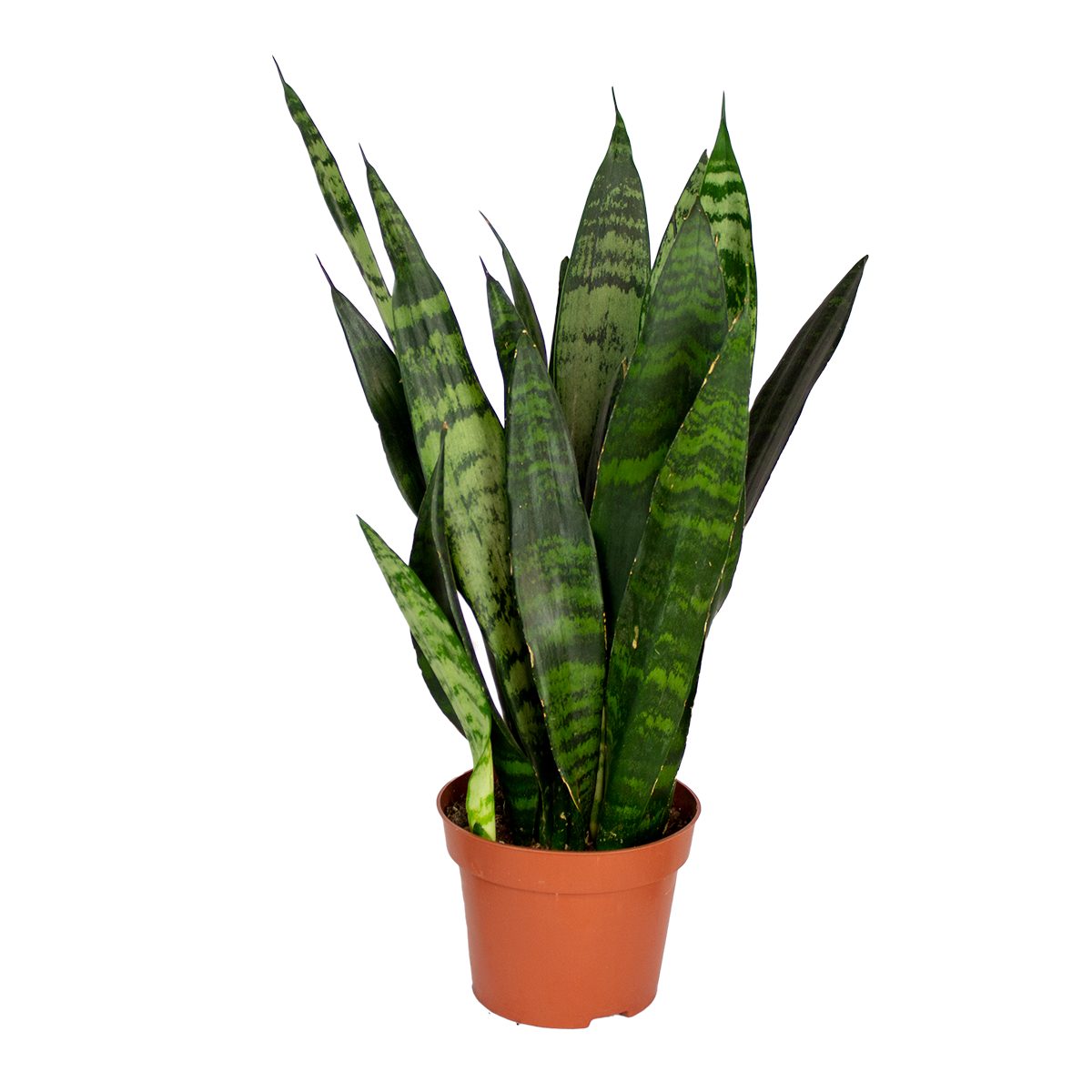 Bloomique Zimmerpflanze Sansevieria Black Coral - Schwiegermutterzunge - Bogenhanf - Zimmerpfl, 1 St.