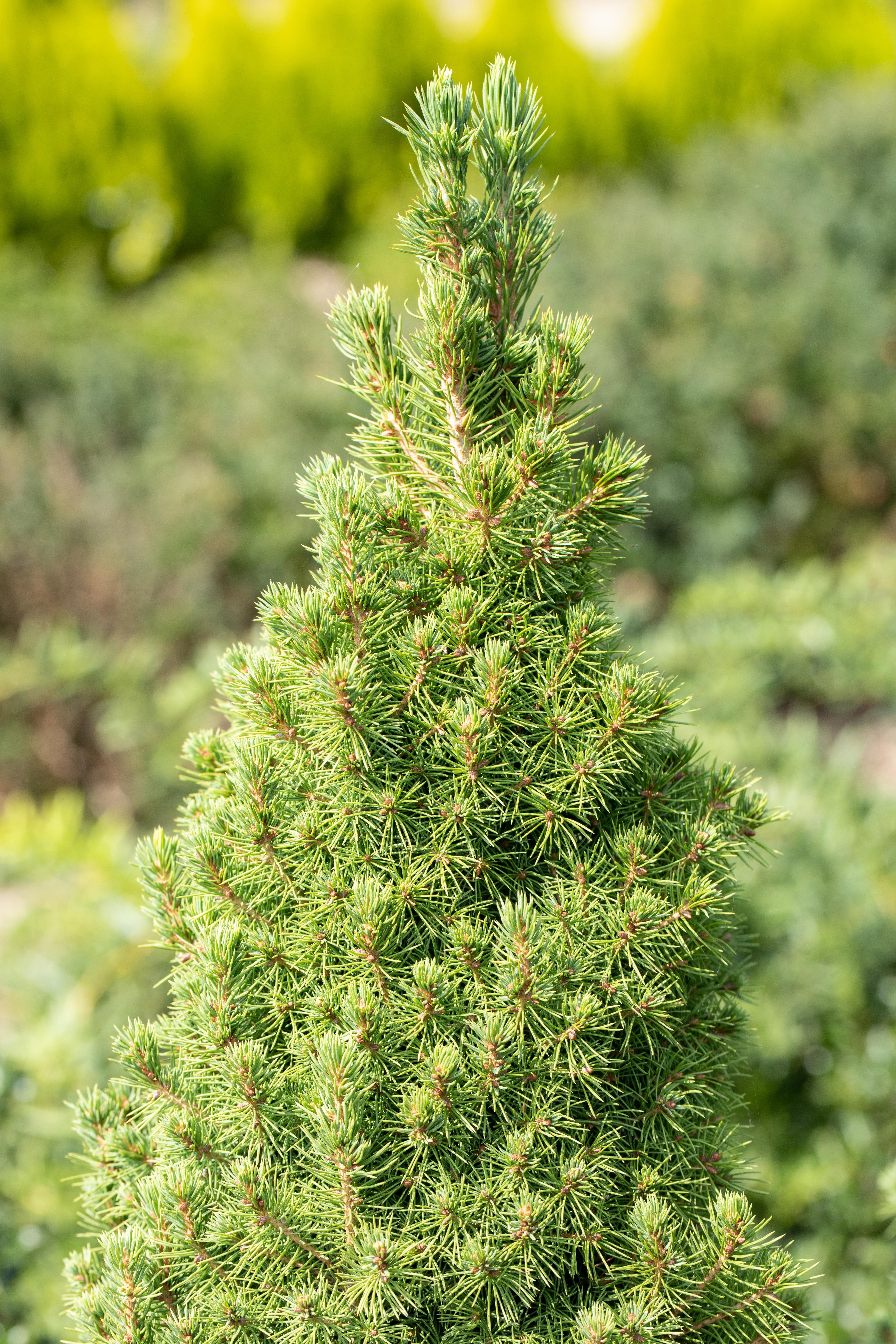 Garten von Ehren Konifere Picea glauca Conica Containerware 60-70 cm hoch
