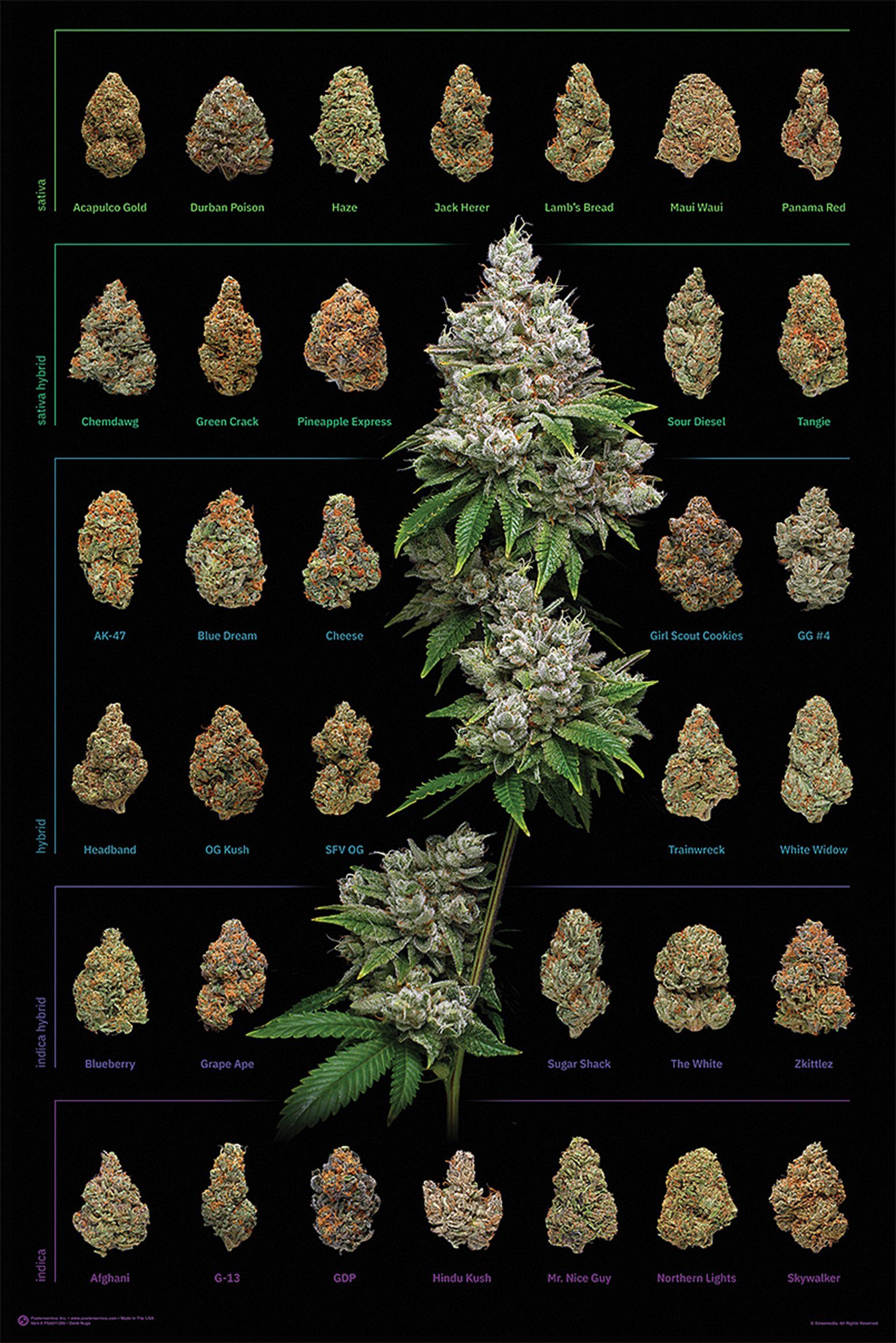 Close Up Poster Cannabis Poster Dank günstig online kaufen