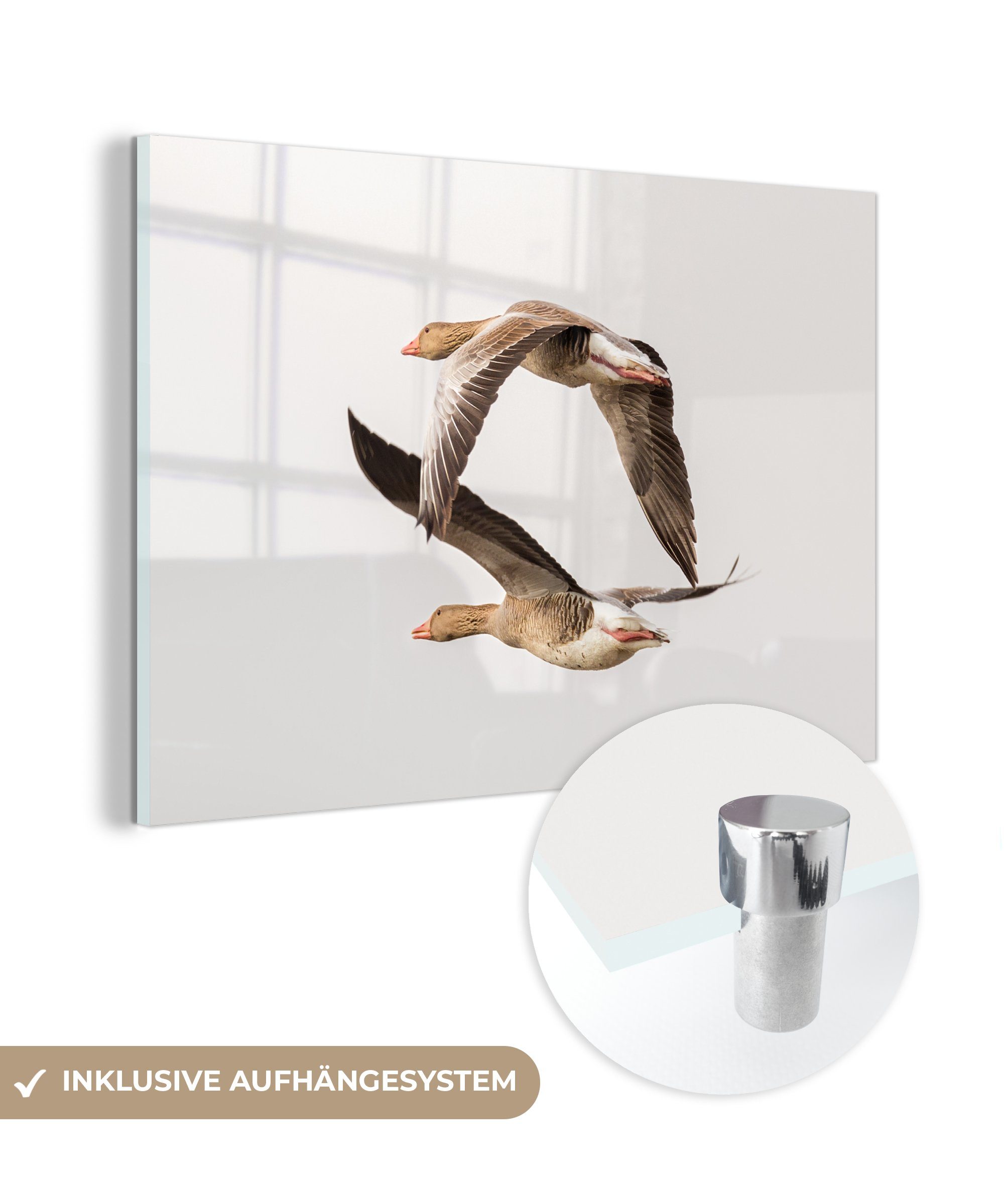 MuchoWow Acrylglasbild Gänse - Luft - Weiß, (1 St), Acrylglasbilder Wohnzimmer & Schlafzimmer