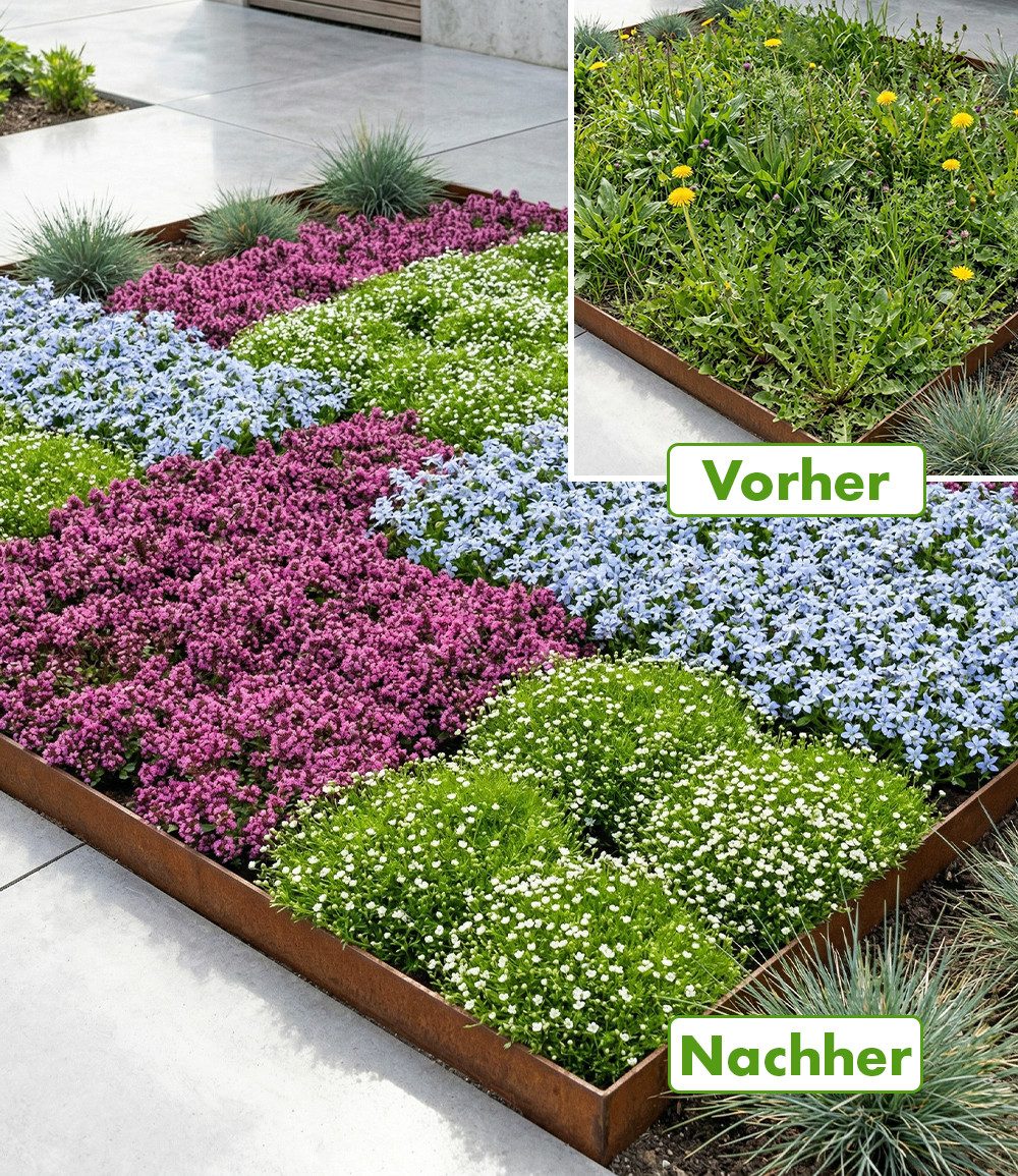 BALDUR Garten Bodendecker 9er Bodendecker-Set gegen Unkraut, 9 St., Polsterstauden, duftend, reichblühend, genügsam, winterhart