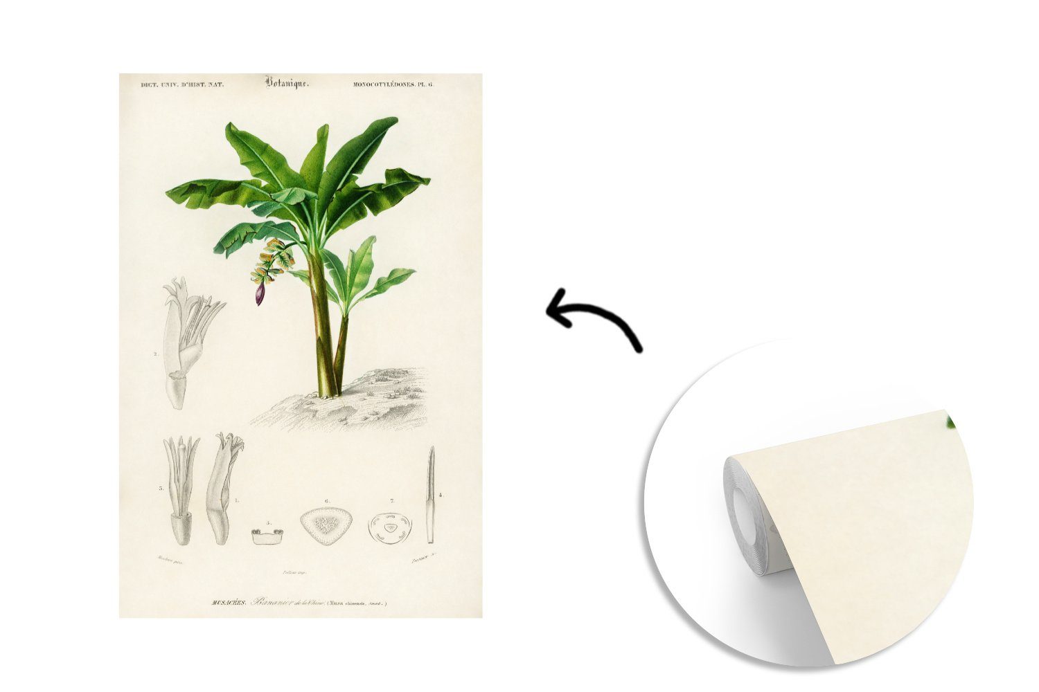 Blatt, MuchoWow Tapete Fototapete St), - Pflanzen Wandtapete Wohnzimmer, Matt, Vinyl Vintage Montagefertig bedruckt, - (3 für
