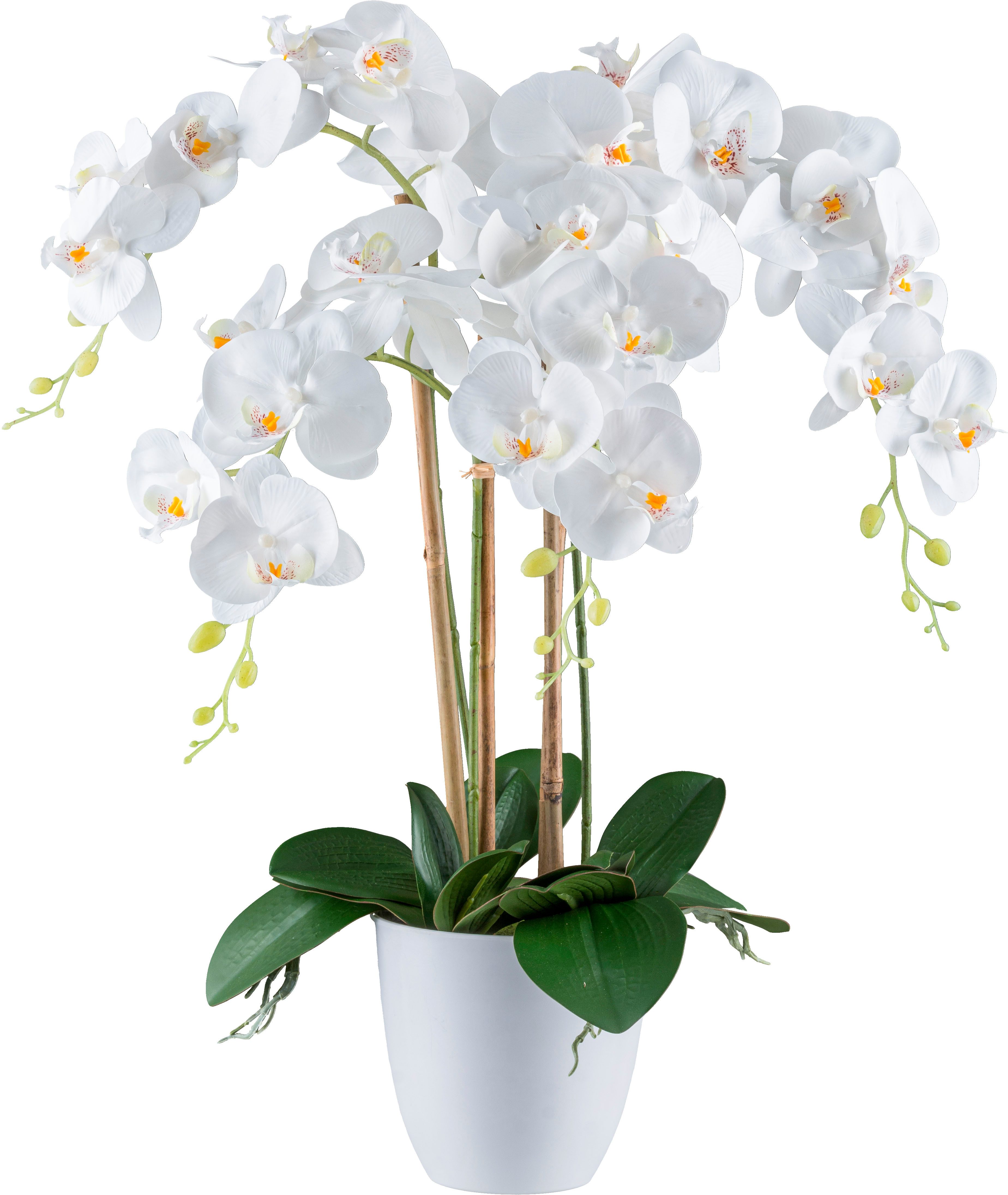 Kunstorchidee Orchidee Phalaenopsis, Creativ green, Höhe 62 cm, mit real-to günstig online kaufen